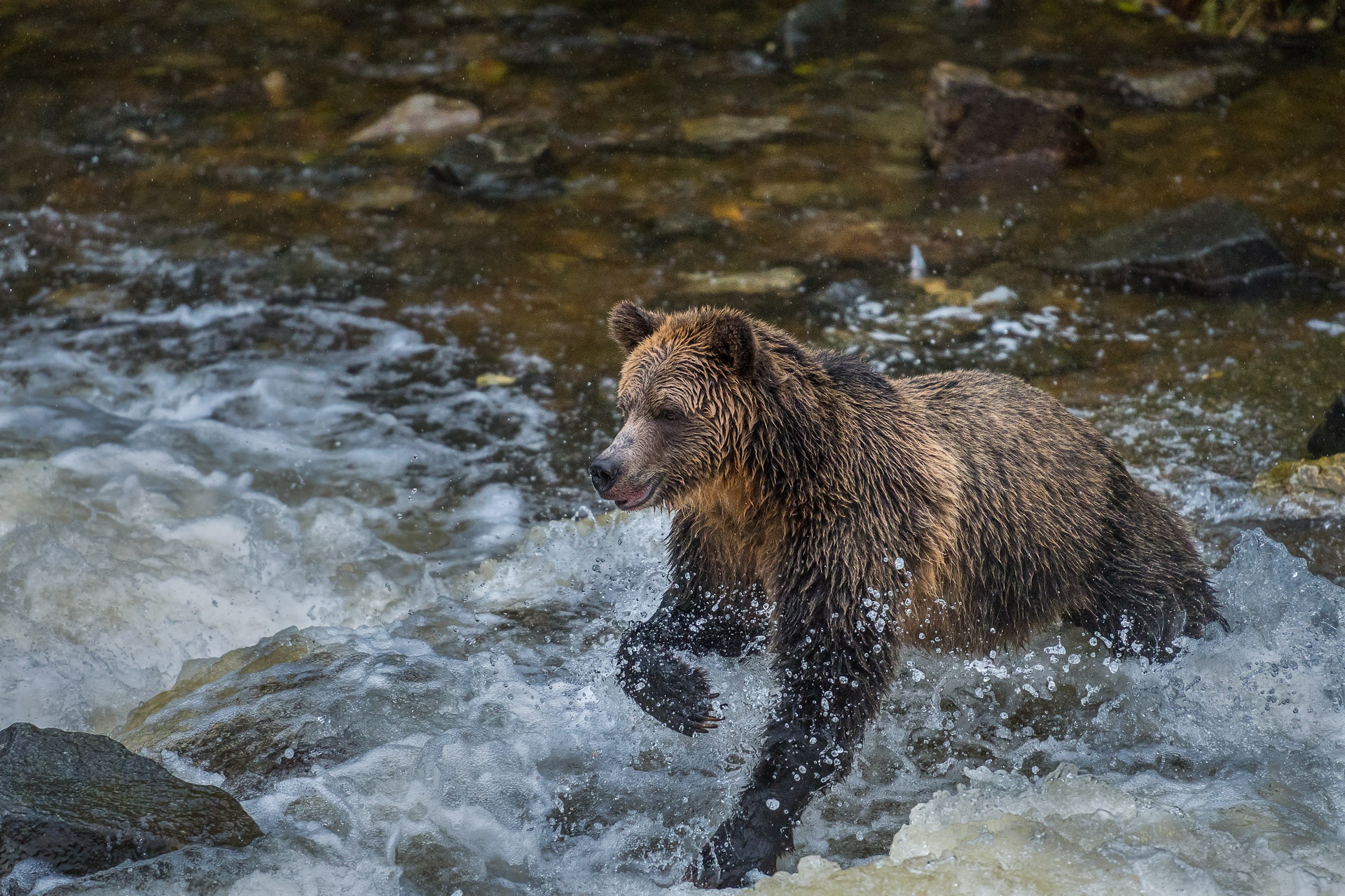Download mobile wallpaper Bears, Splash, Bear, Animal for free.