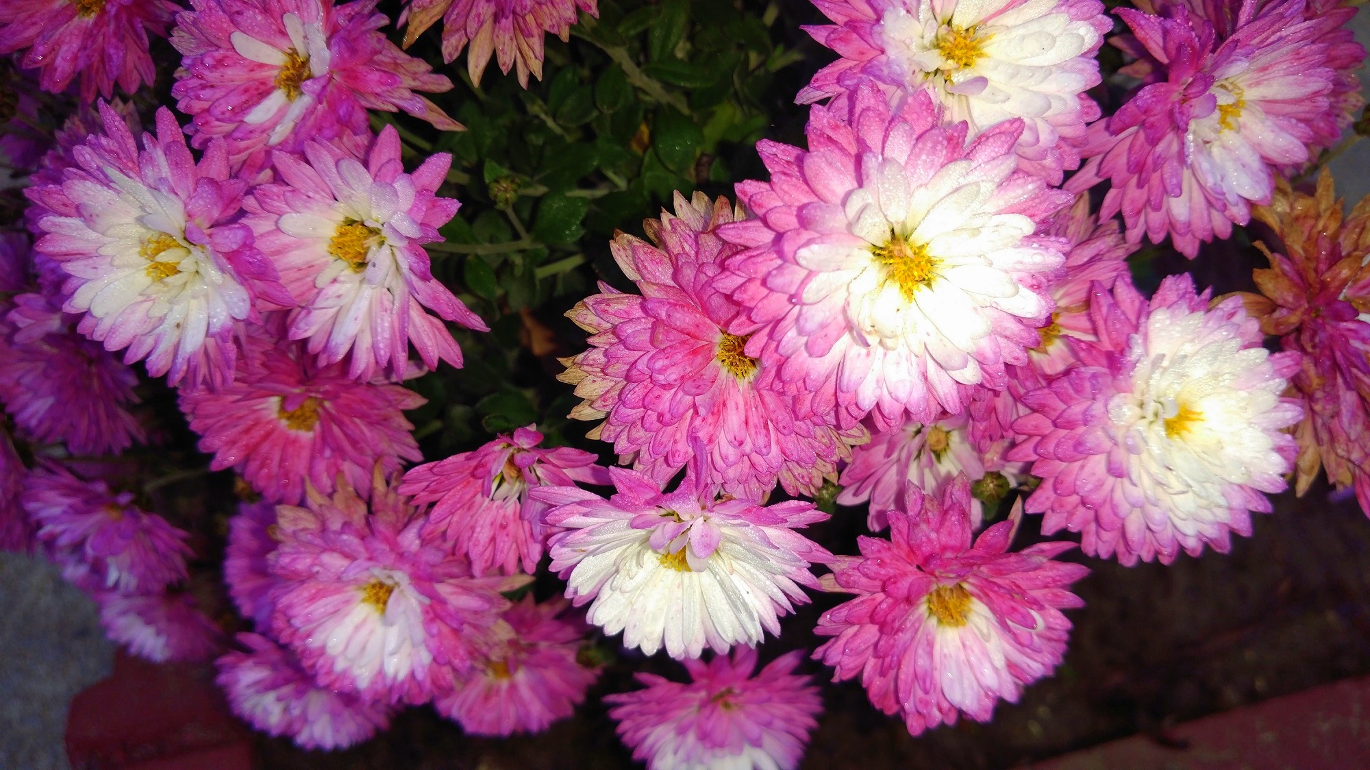 Descarga gratis la imagen Flores, Crisantemo, Flor, Flor Rosa, Tierra/naturaleza en el escritorio de tu PC