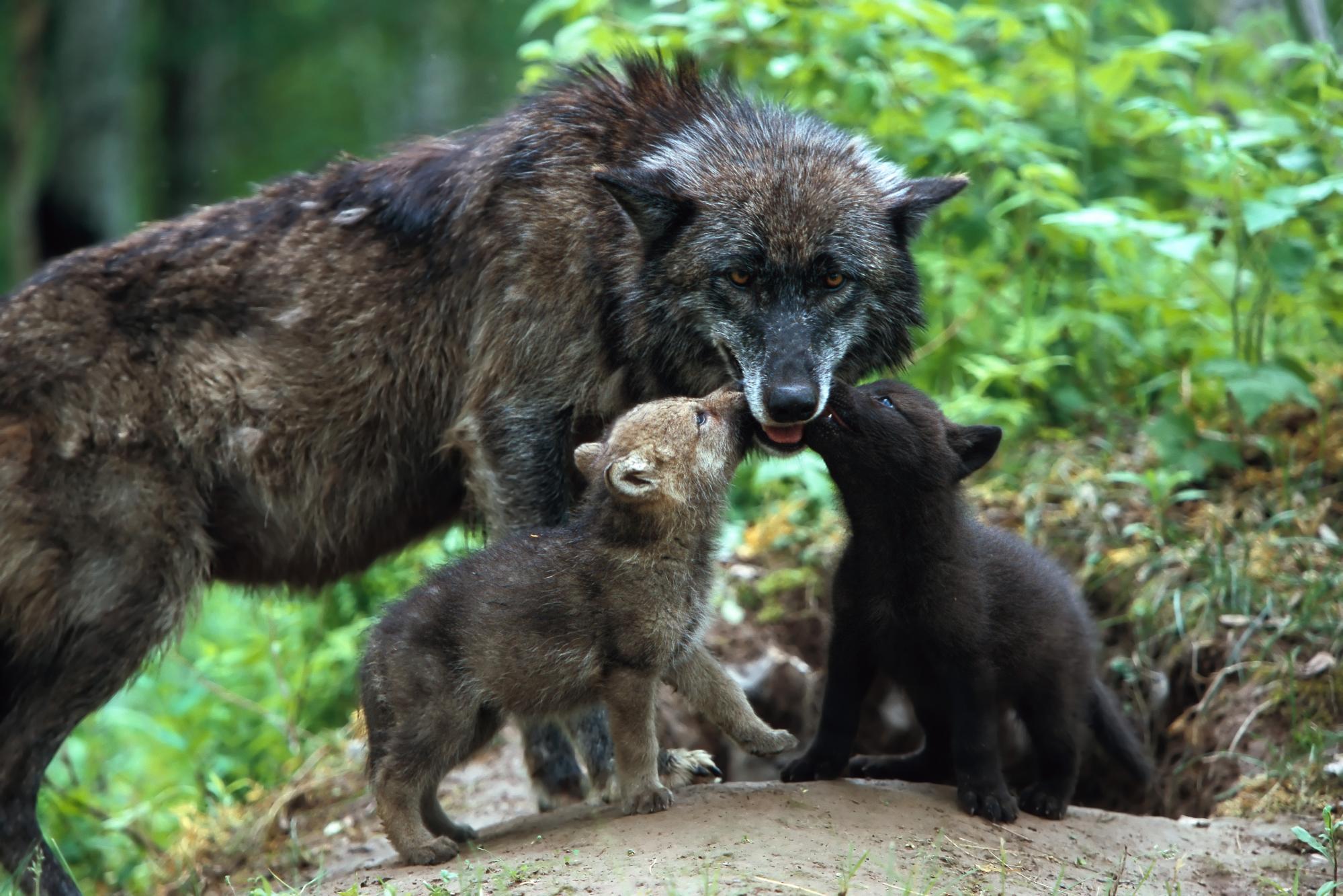 Descarga gratuita de fondo de pantalla para móvil de Wolves, Bebe Animal, Cachorro, Lobo, Animales.