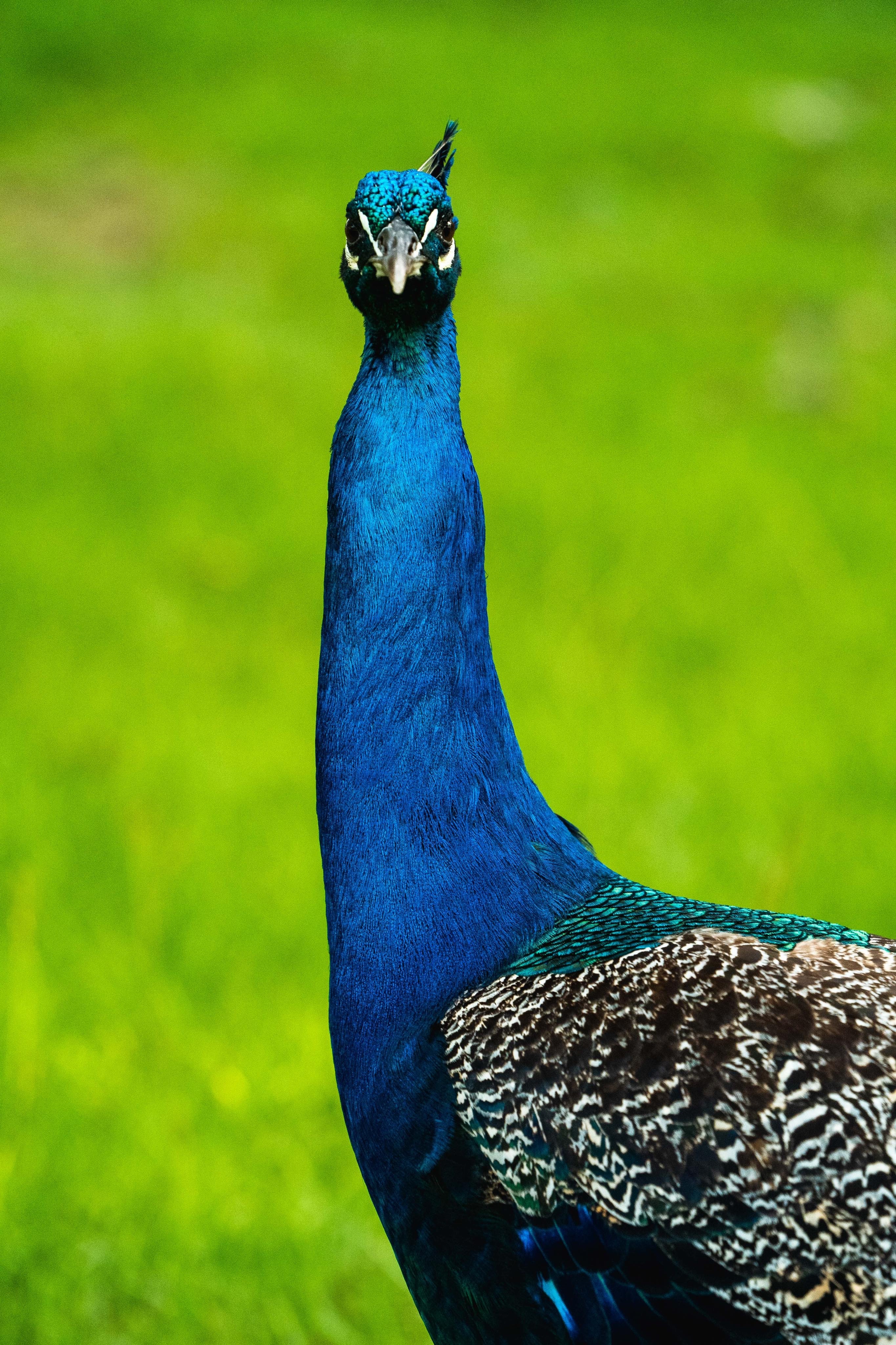 Mobile wallpaper peacock, animals, feather, bird, beak, pattern