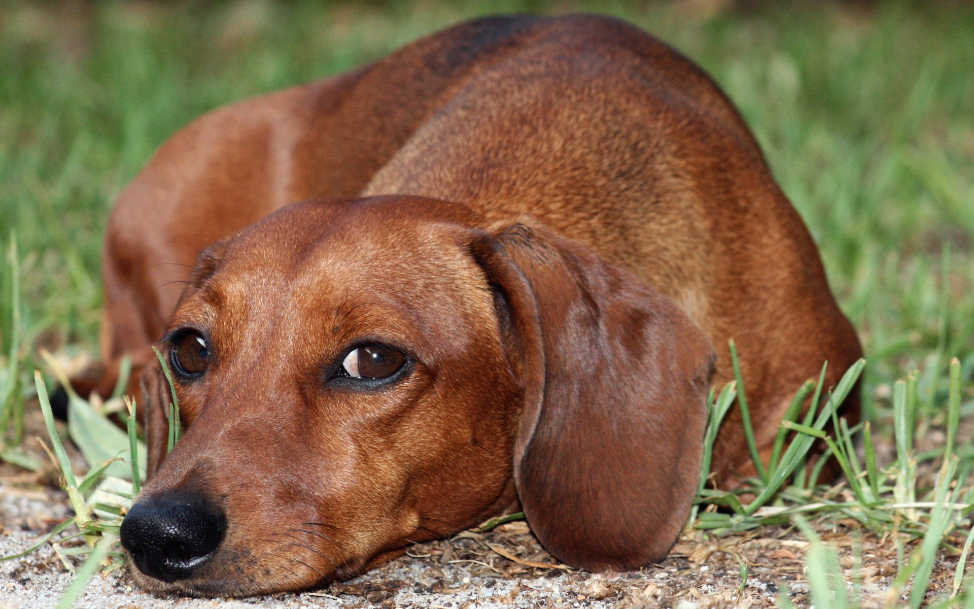 318167 baixar imagens dachshund, animais, cães - papéis de parede e protetores de tela gratuitamente