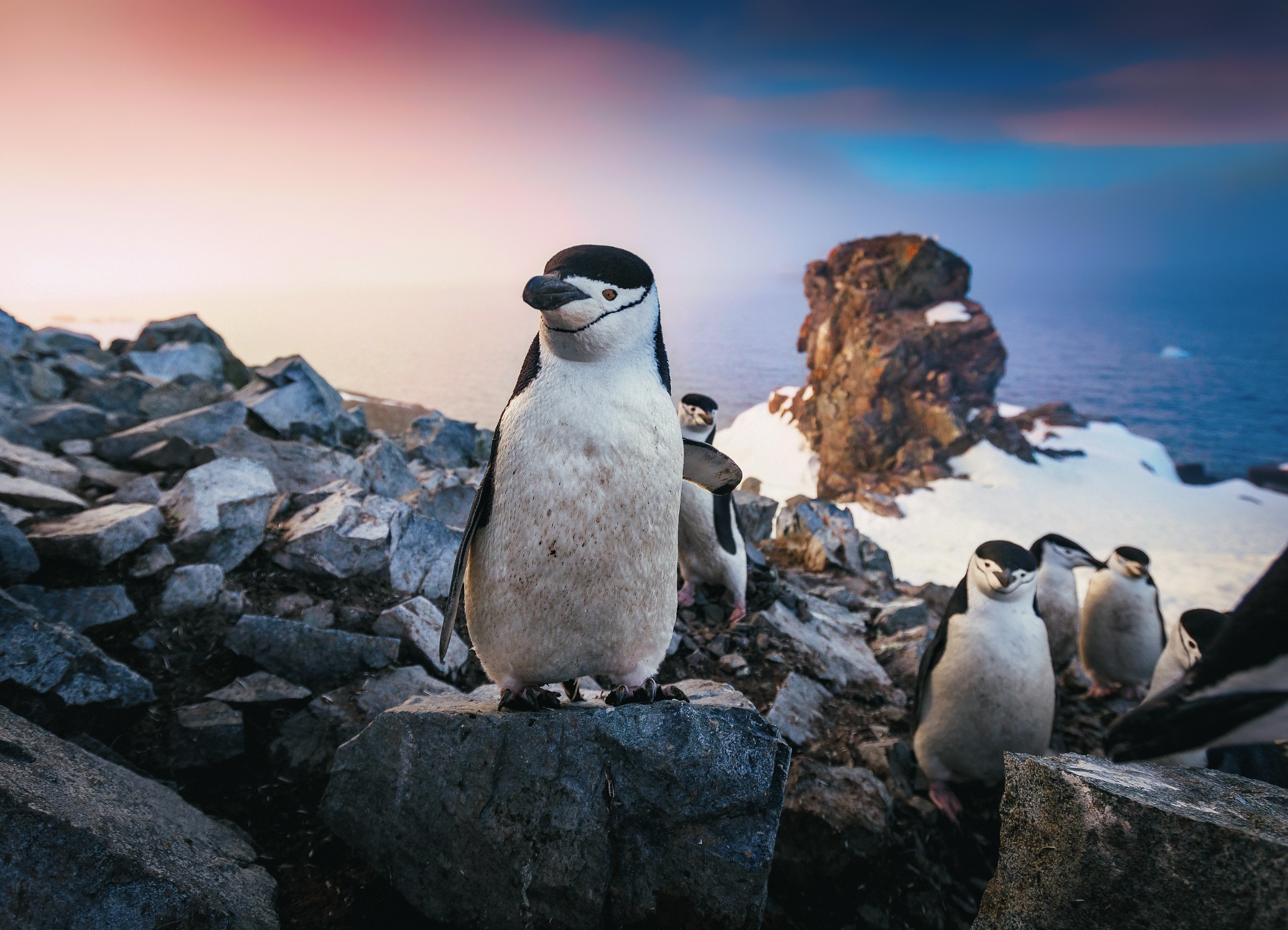 Baixar papel de parede para celular de Animais, Aves, Pinguim gratuito.