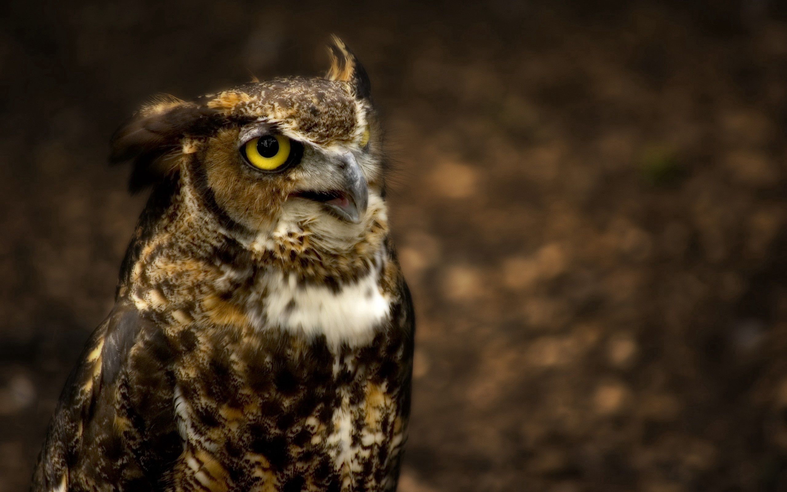 glare, animals, owl, eyes, head, hunting, hunt cell phone wallpapers
