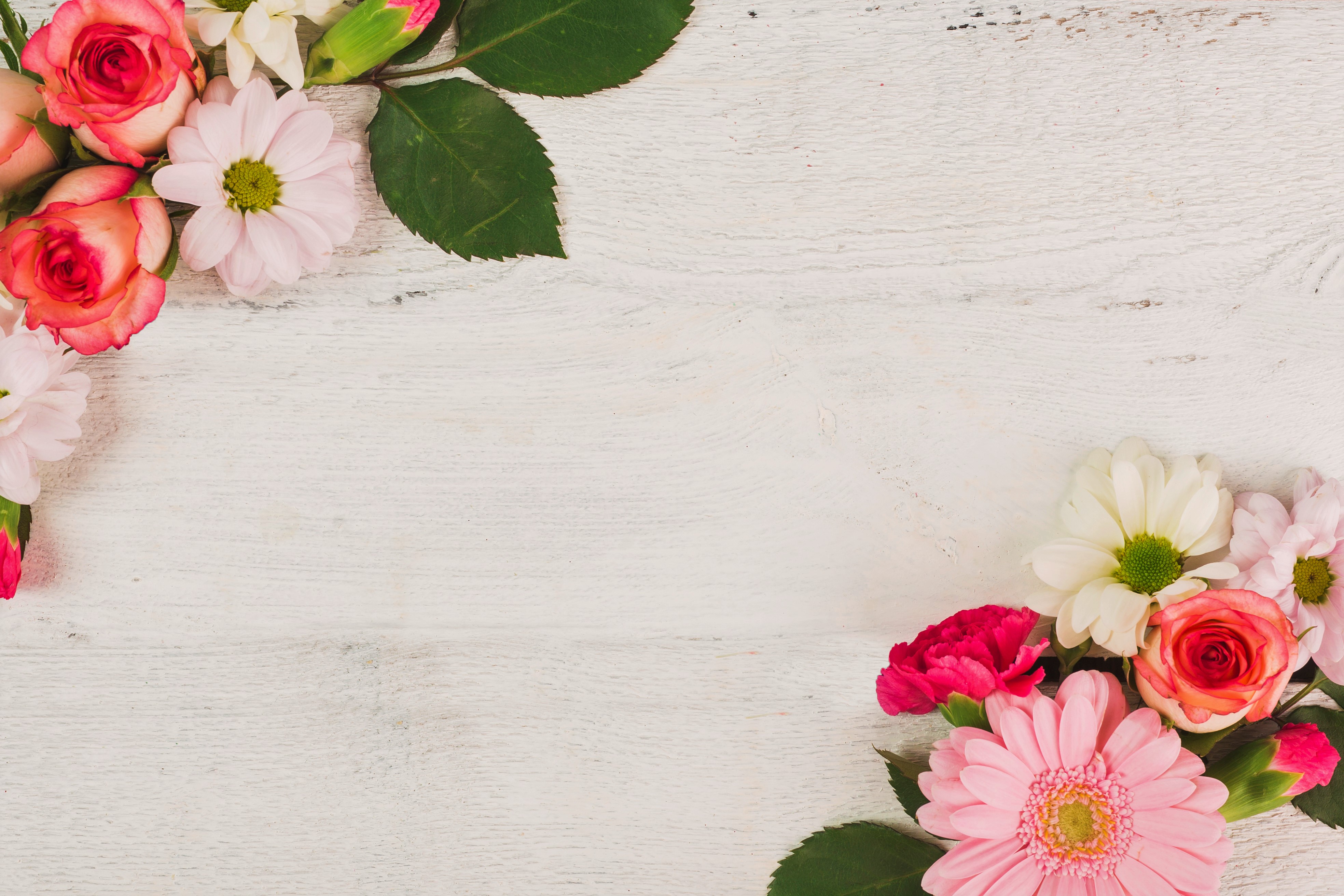 Download mobile wallpaper Flowers, Chrysanthemum, Flower, Rose, Earth, Gerbera, Daisy, Carnation for free.