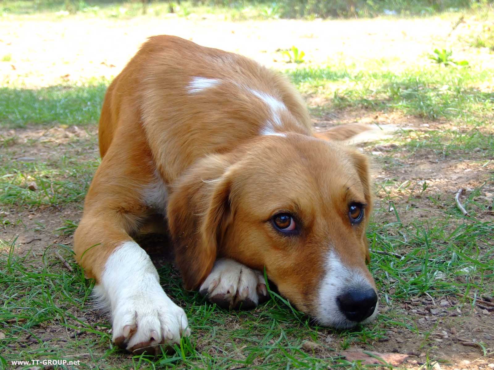 Laden Sie das Hunde, Hund, Tiere, Süß-Bild kostenlos auf Ihren PC-Desktop herunter