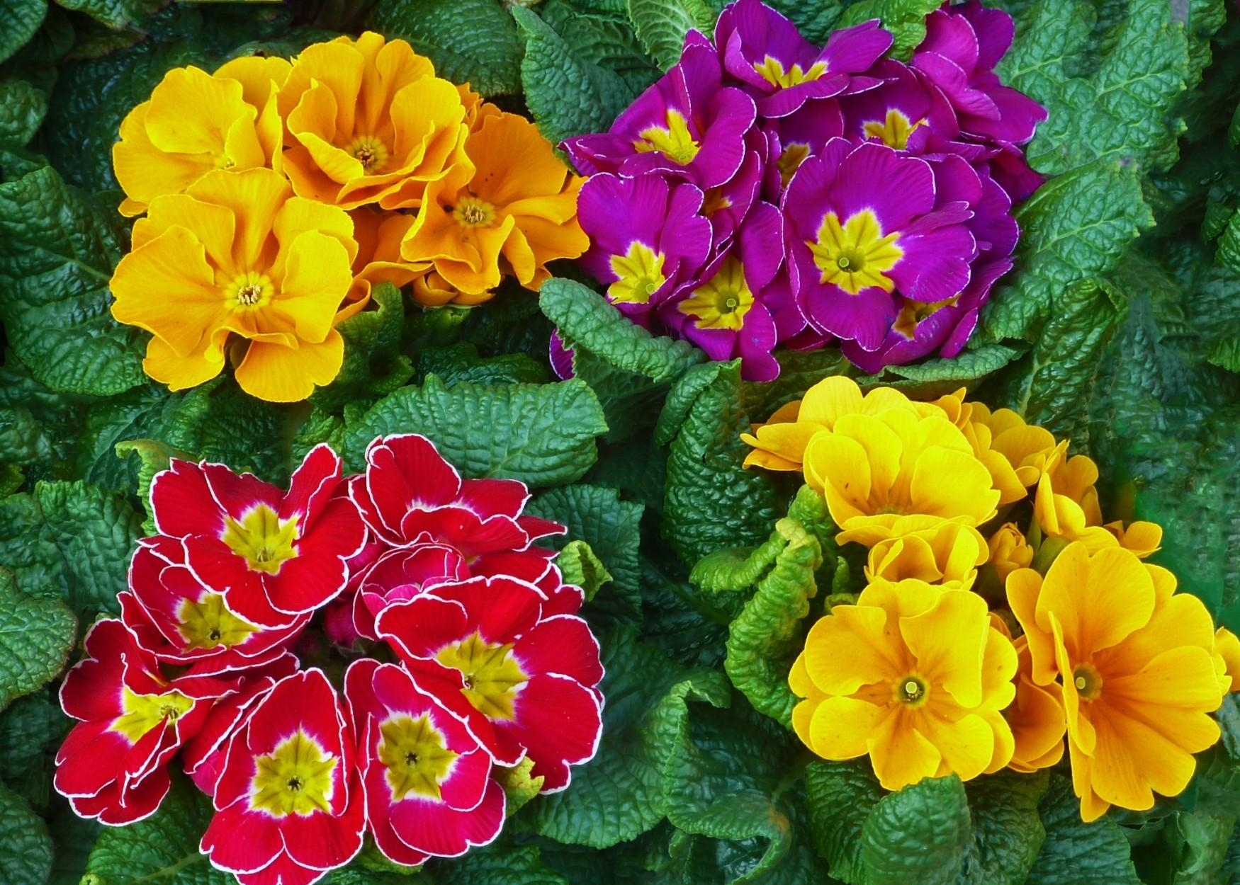 flowers, bright, greens, colorful, primrose HD wallpaper