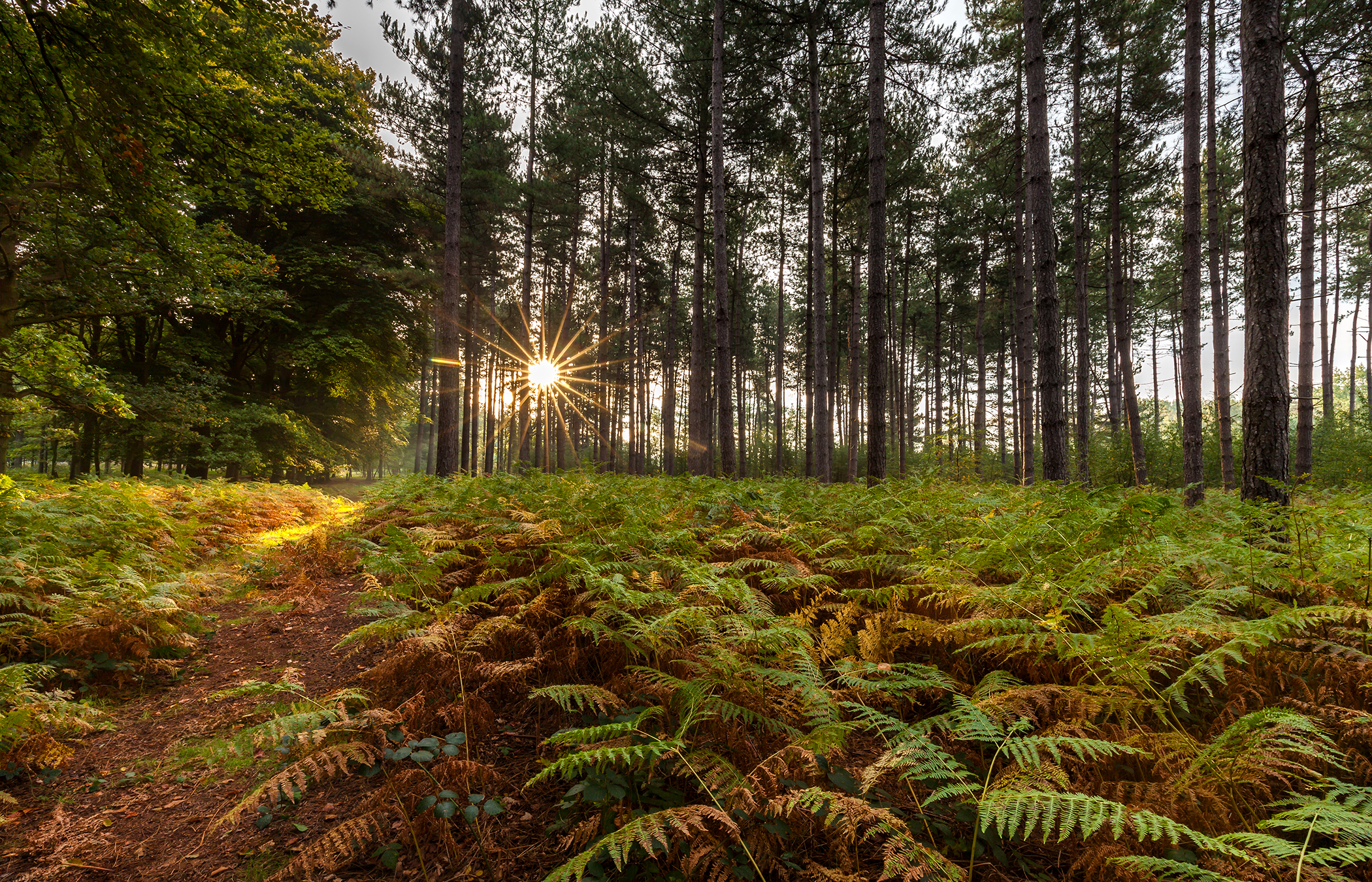 Download mobile wallpaper Nature, Fern, Forest, Tree, Earth, Path, Sunbeam for free.