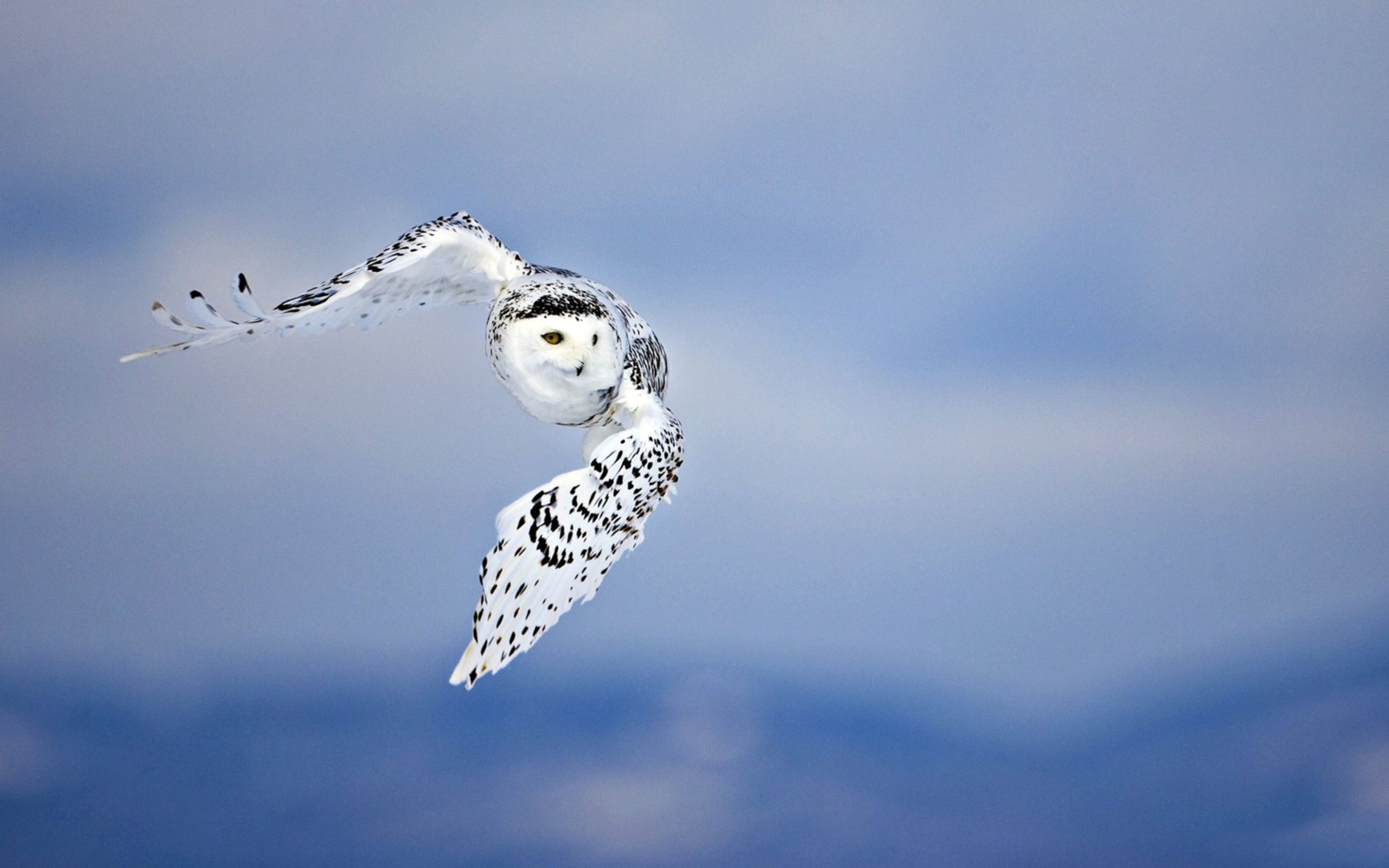Download mobile wallpaper Flight, Sky, Predator, Animals, Bird, Owl for free.