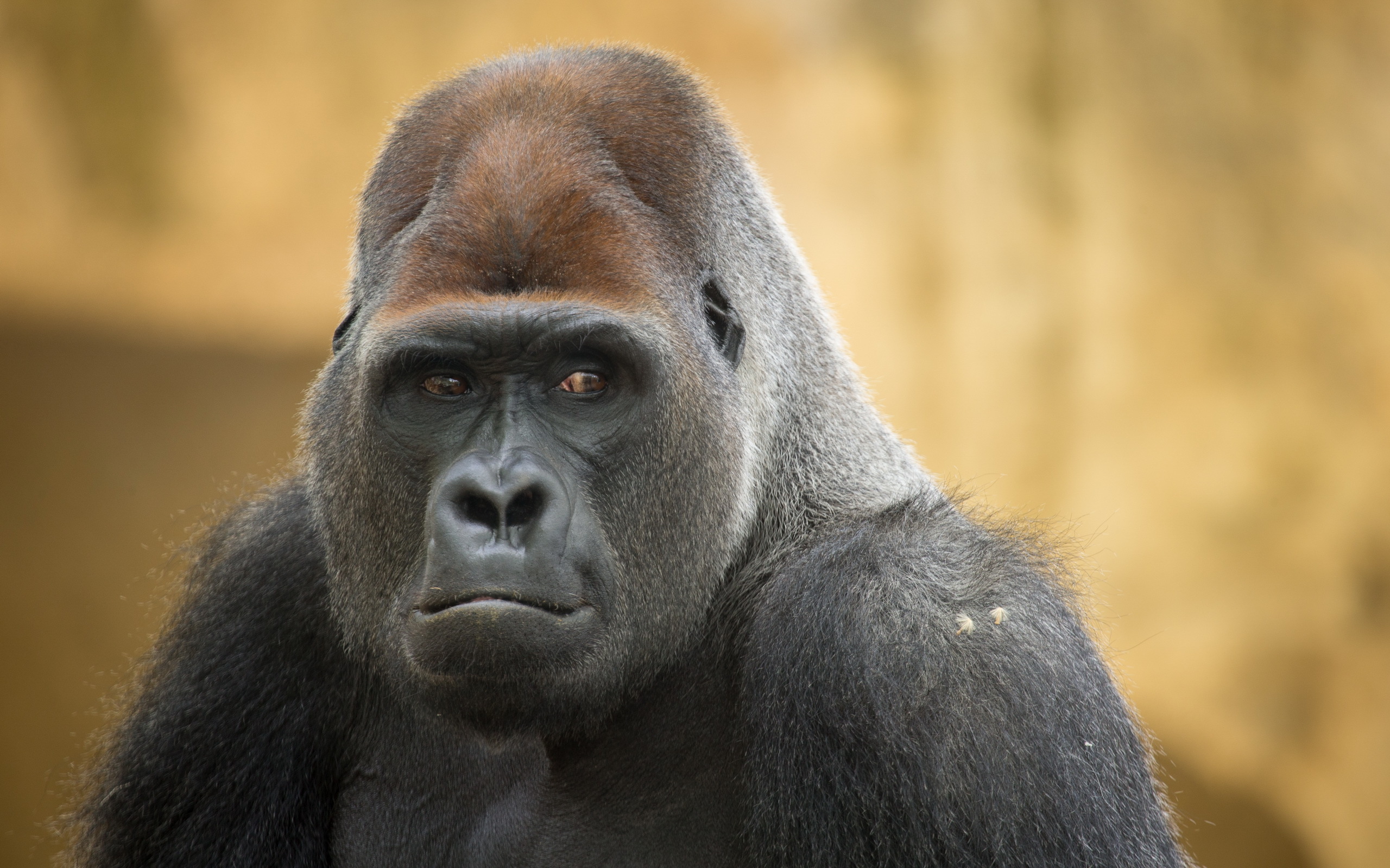 355111 Hintergrundbild herunterladen tiere, gorilla, affen - Bildschirmschoner und Bilder kostenlos