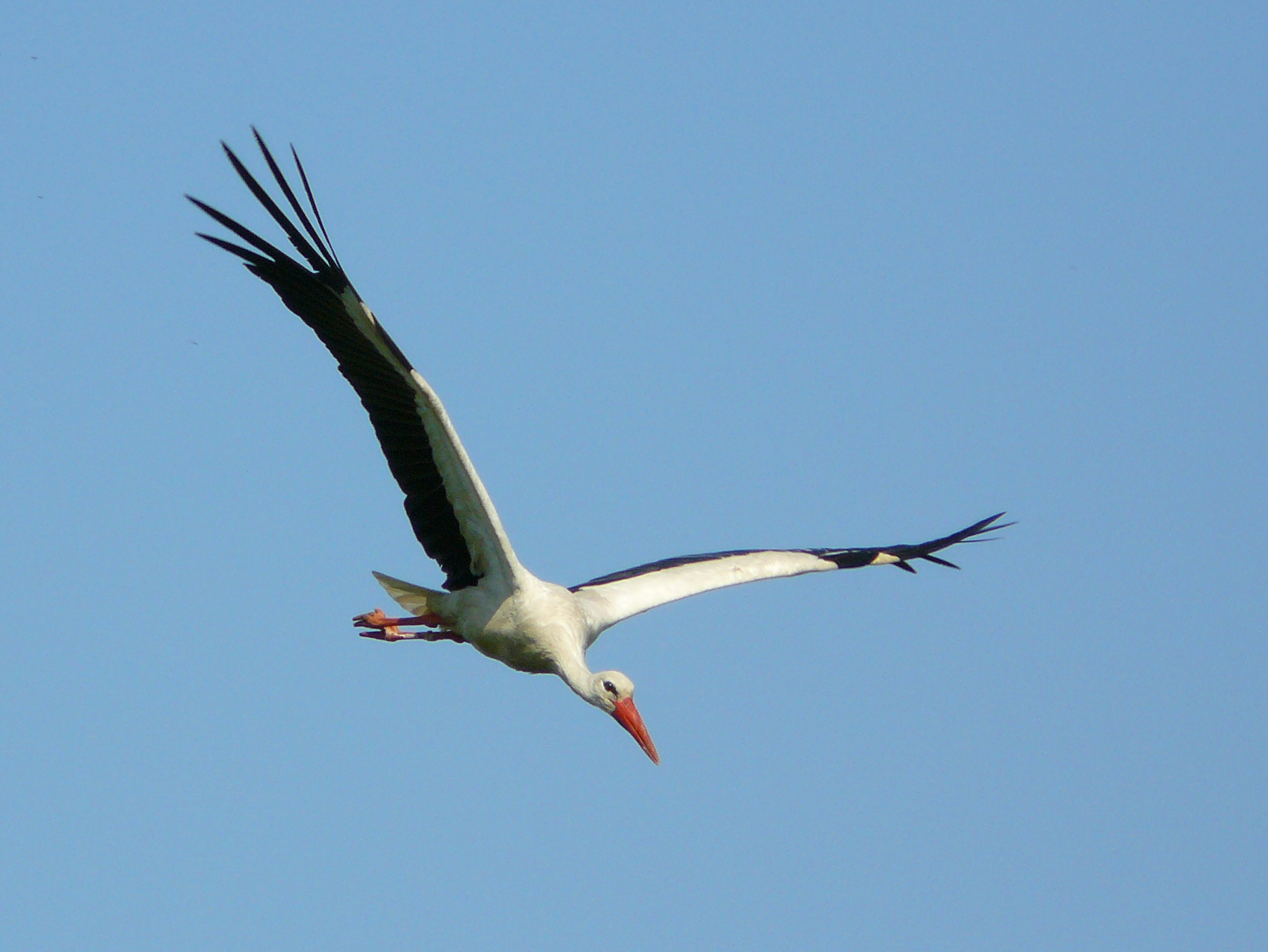 Download mobile wallpaper White Stork, Bird, Birds, Animal for free.