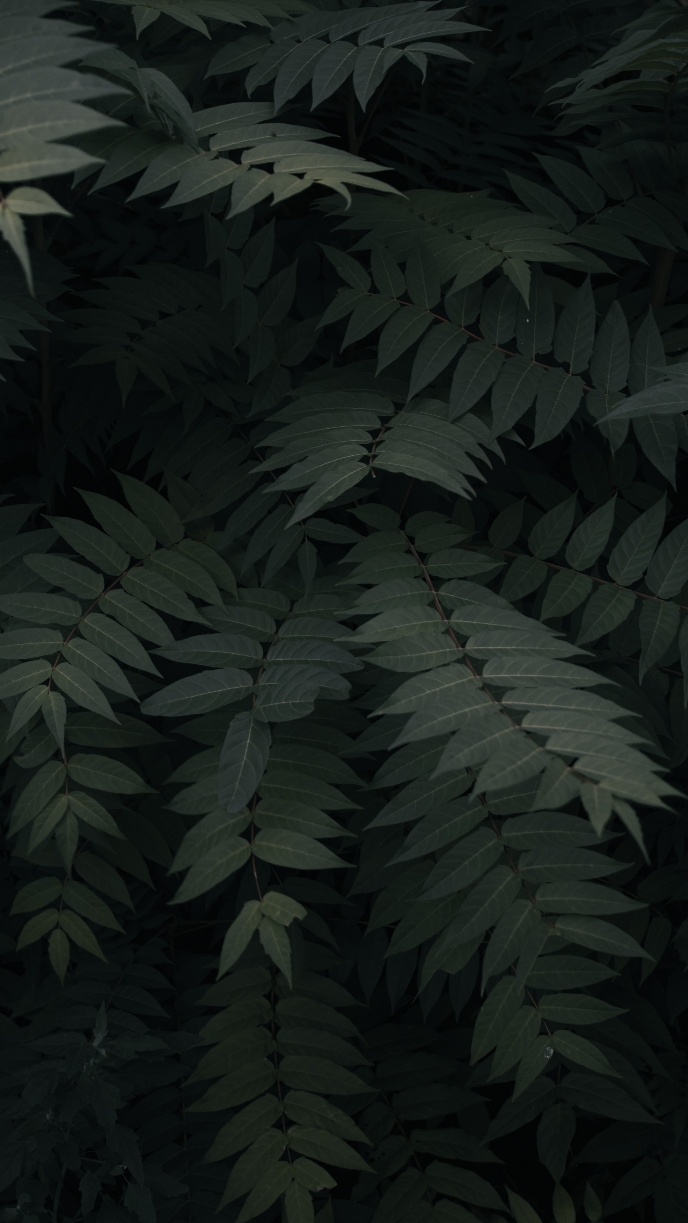 Download mobile wallpaper Branches, Leaves, Plant, Nature, Dark for free.