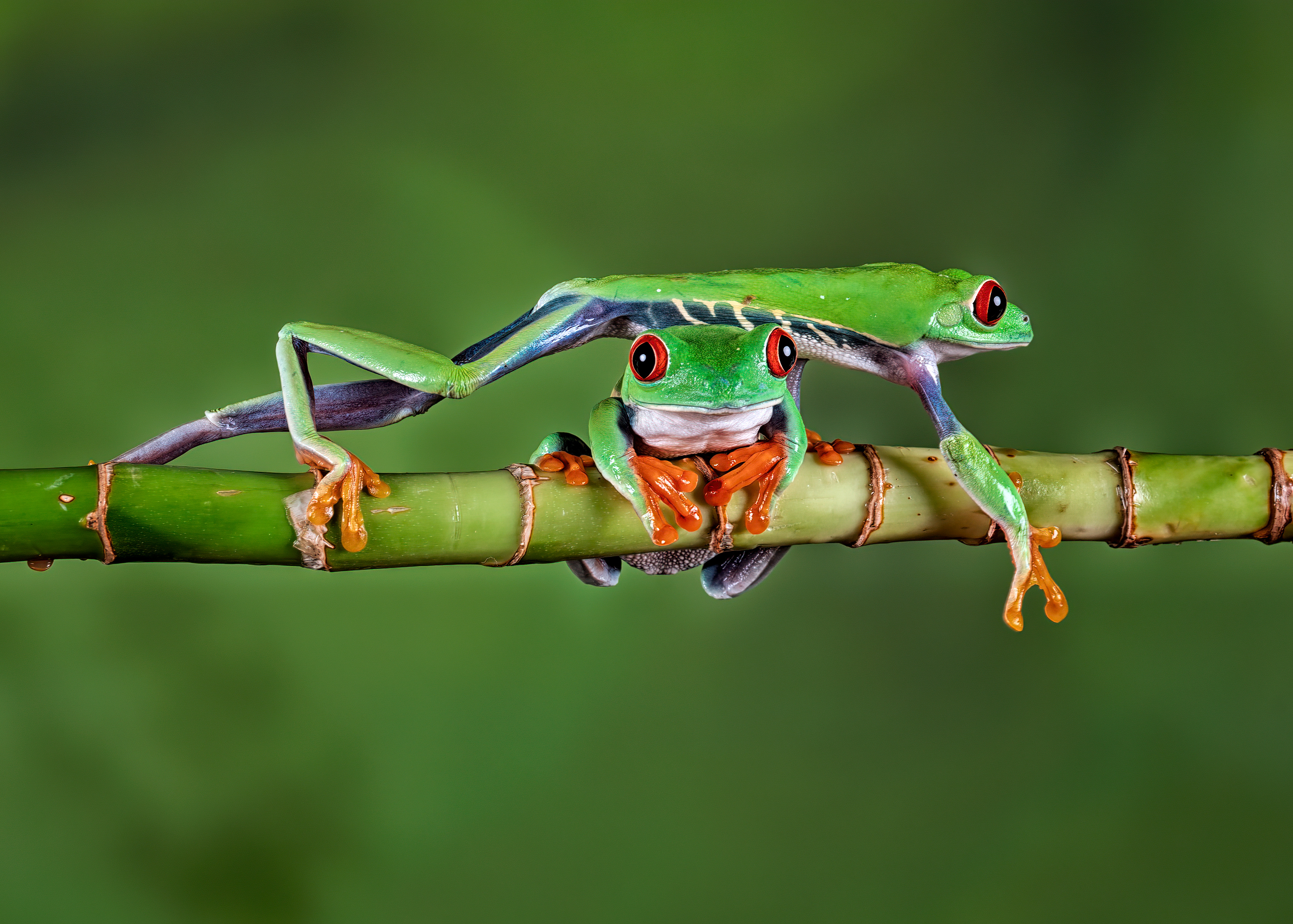 Free download wallpaper Frogs, Animal, Amphibian, Red Eyed Tree Frog on your PC desktop