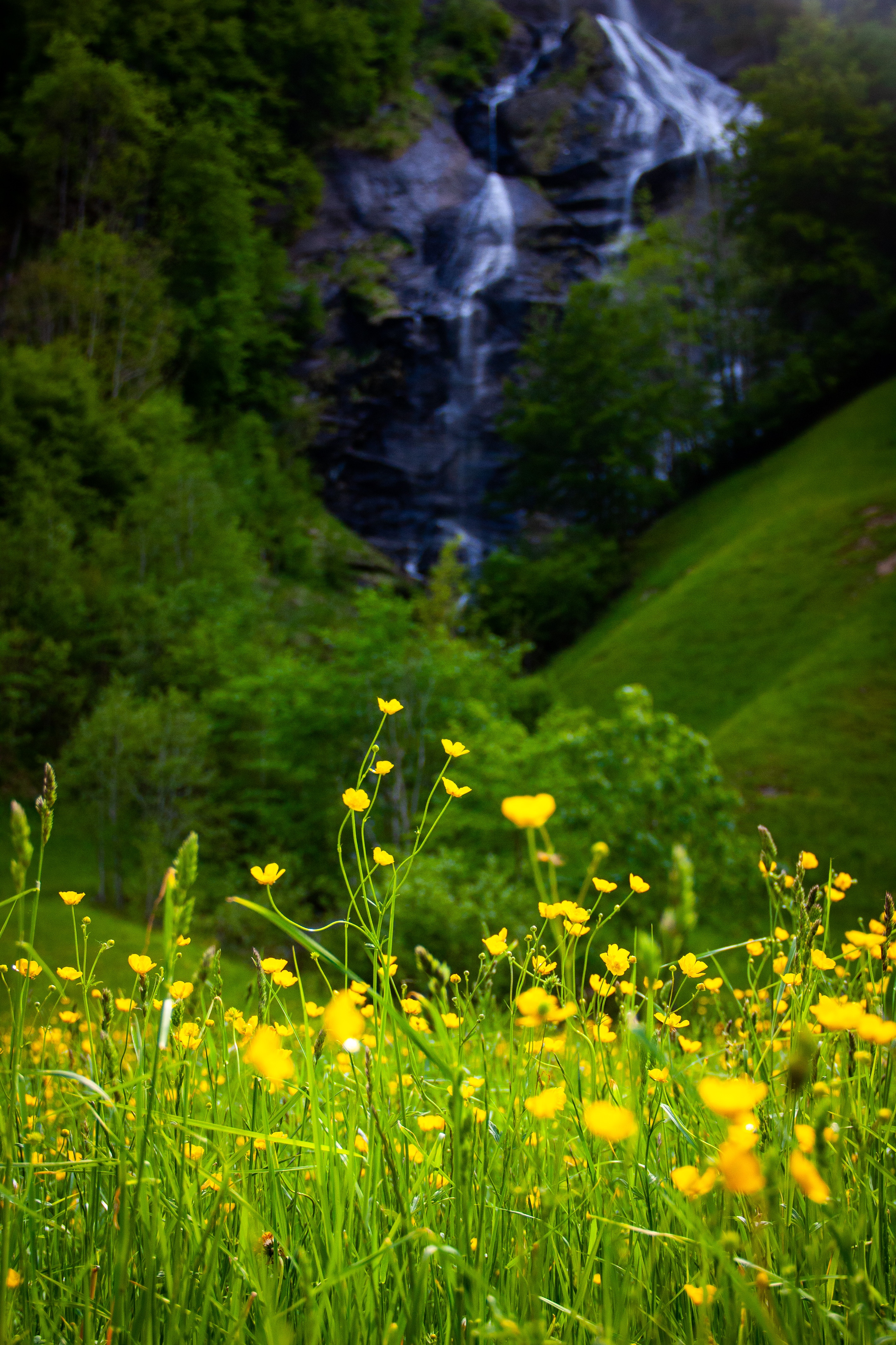 Скачать картинку Луг, Природа, Зелень, Желтый, Пейзаж, Цветы, Трава в телефон бесплатно.