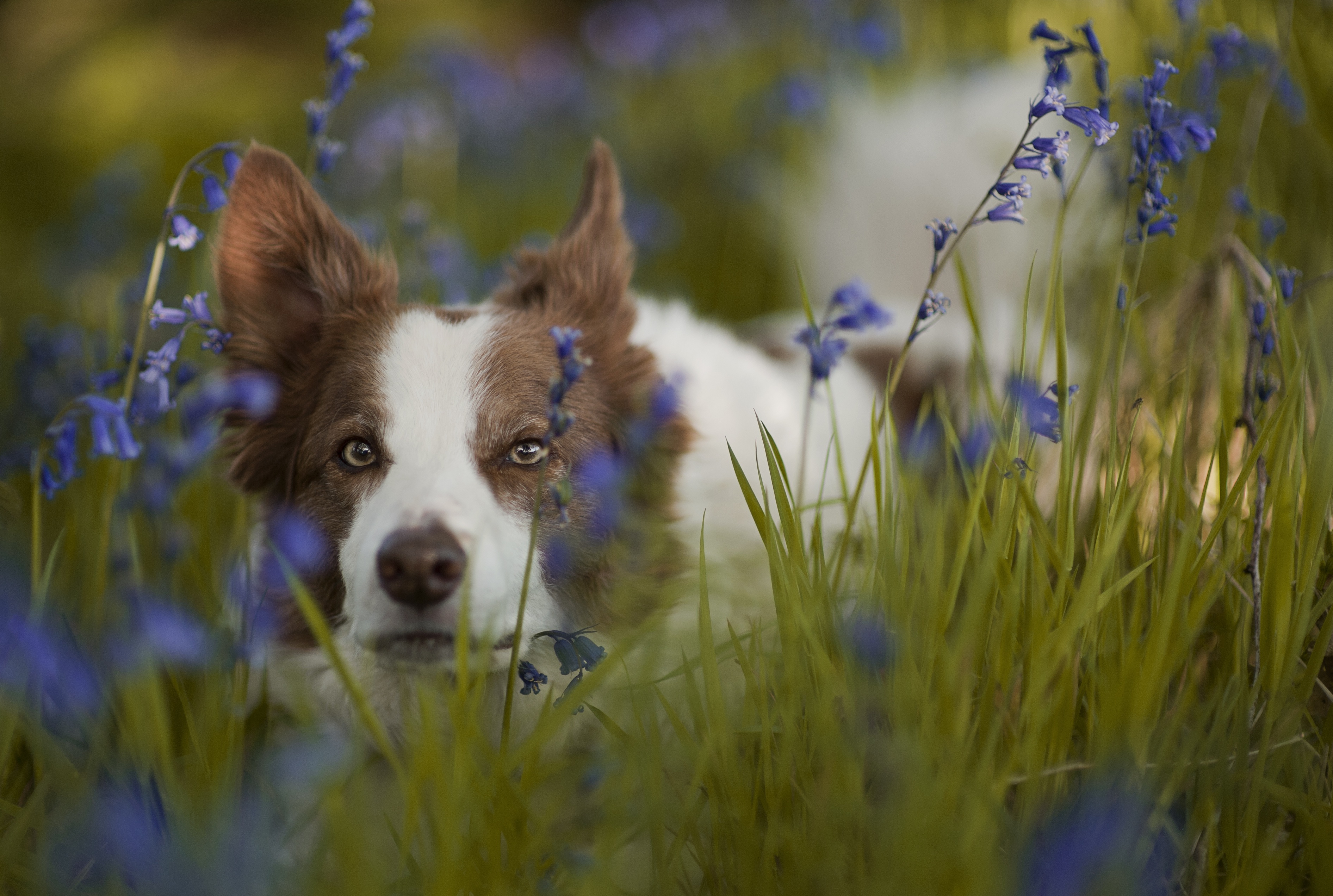 Download mobile wallpaper Dogs, Flower, Dog, Muzzle, Animal, Border Collie, Stare for free.