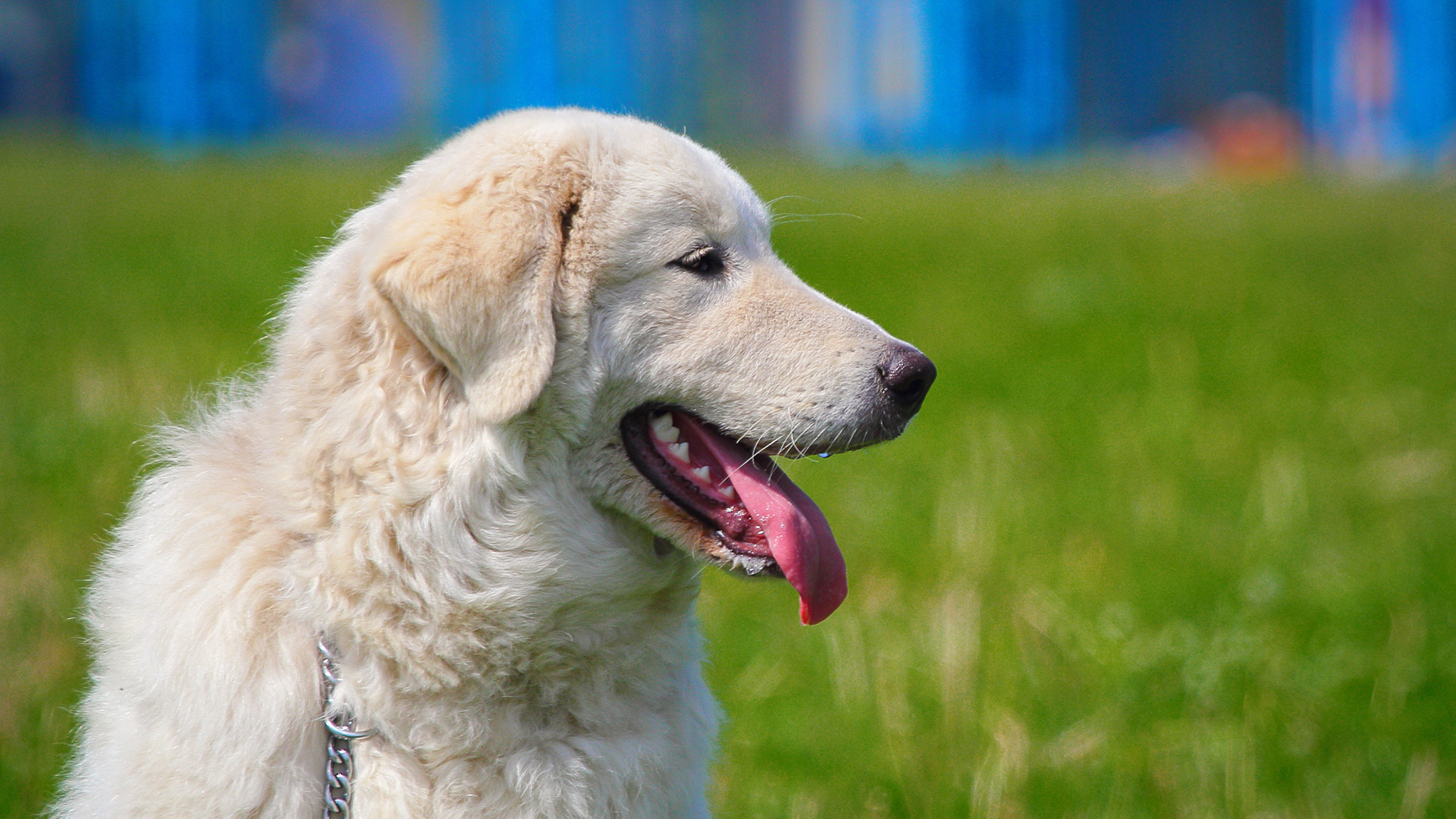 Baixar papel de parede para celular de Animais, Cães, Cão gratuito.