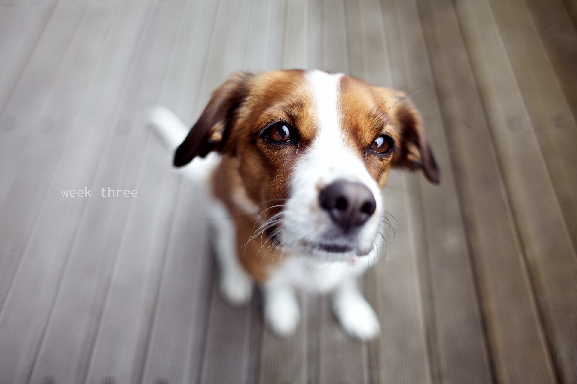 無料モバイル壁紙犬, 動物をダウンロードします。