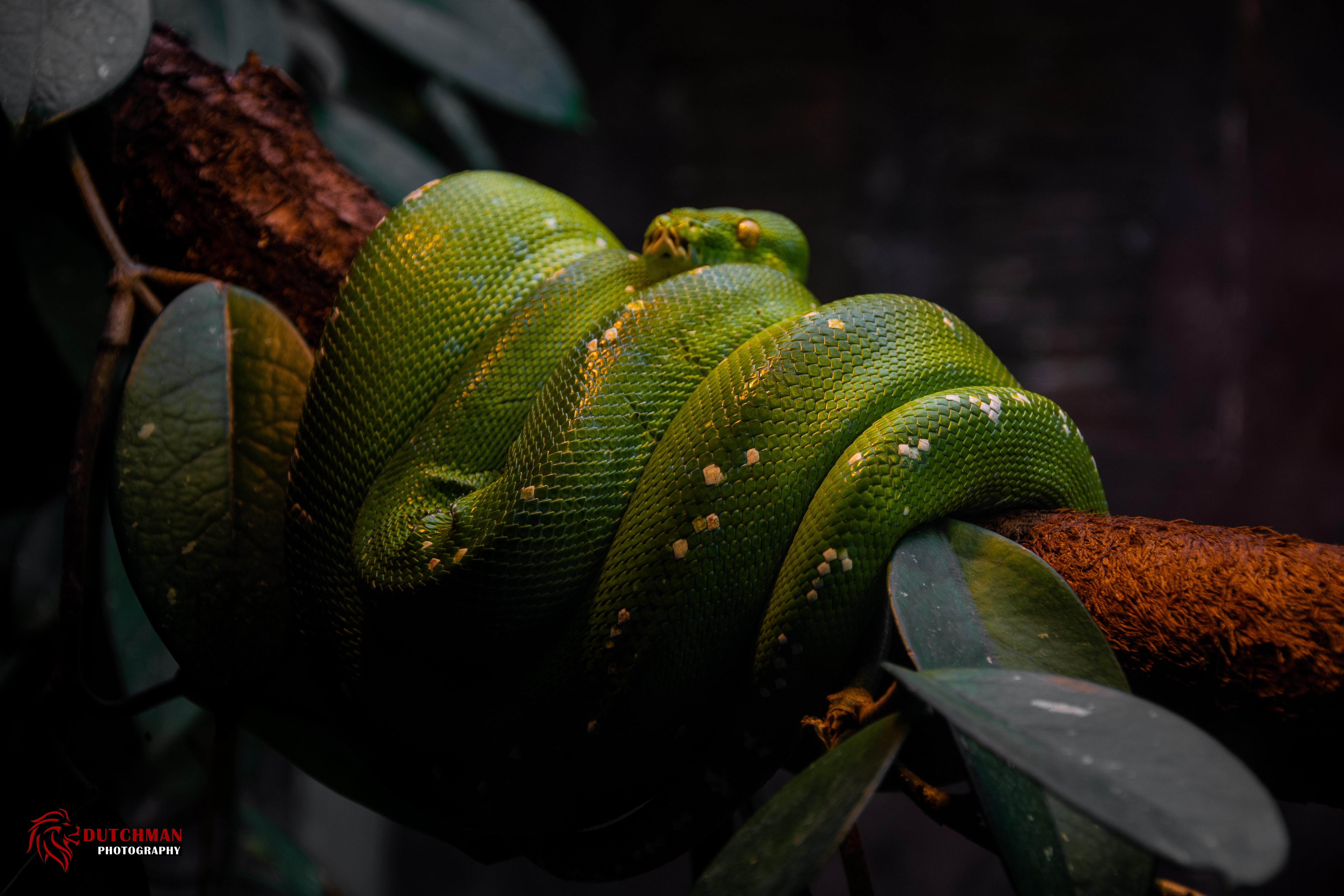 Download mobile wallpaper Nature, Branch, Animal, Snake, Reptiles, Python for free.