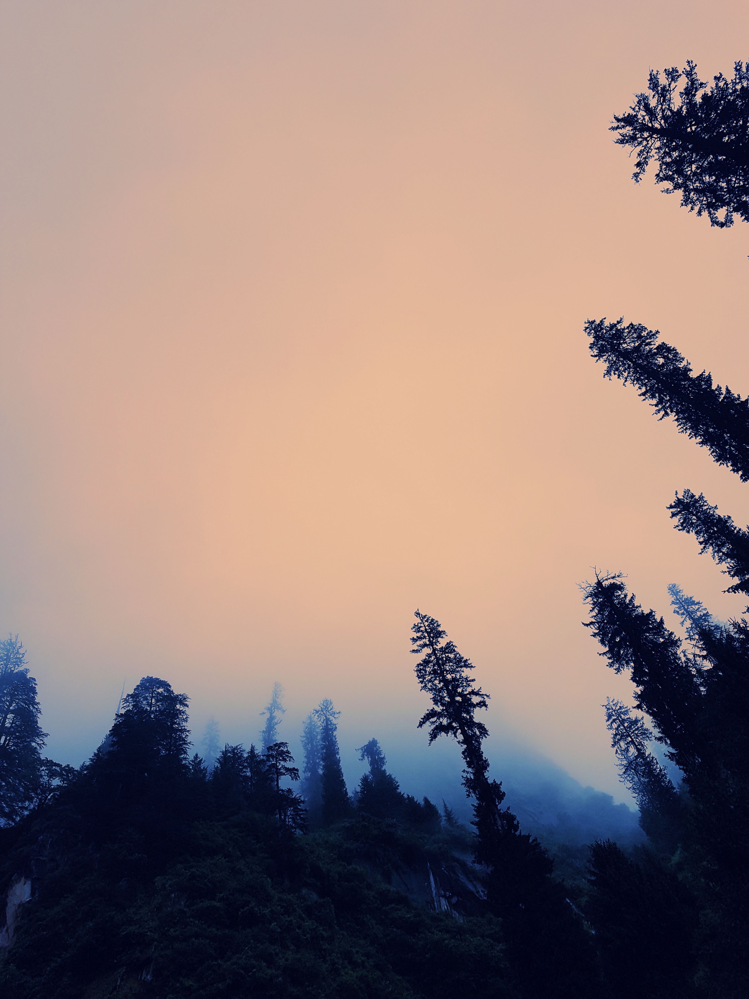 Download mobile wallpaper Fog, Sky, Dusk, Bottom View, Twilight, Nature, Trees for free.