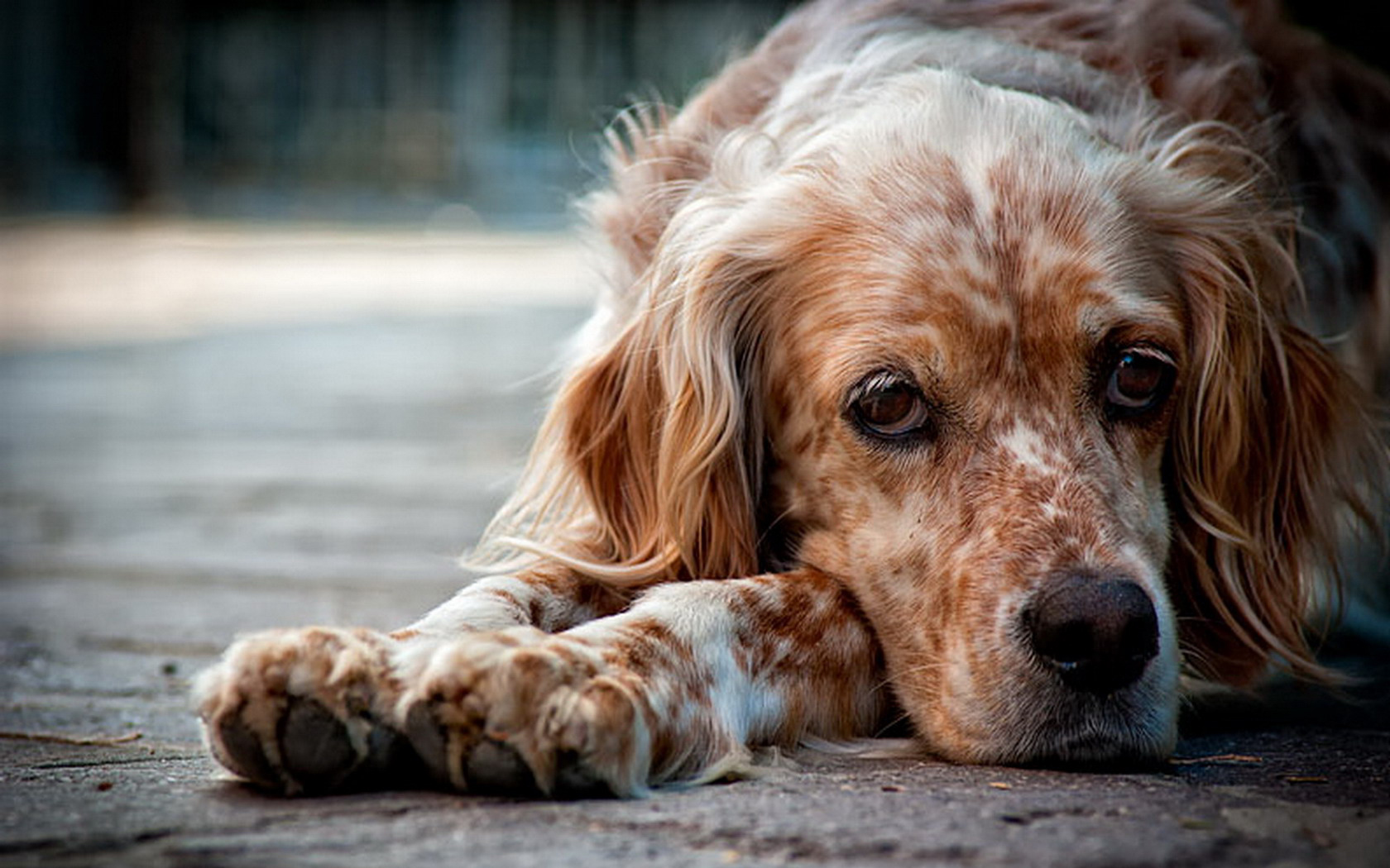 Descarga gratuita de fondo de pantalla para móvil de Animales, Perros, Perro.