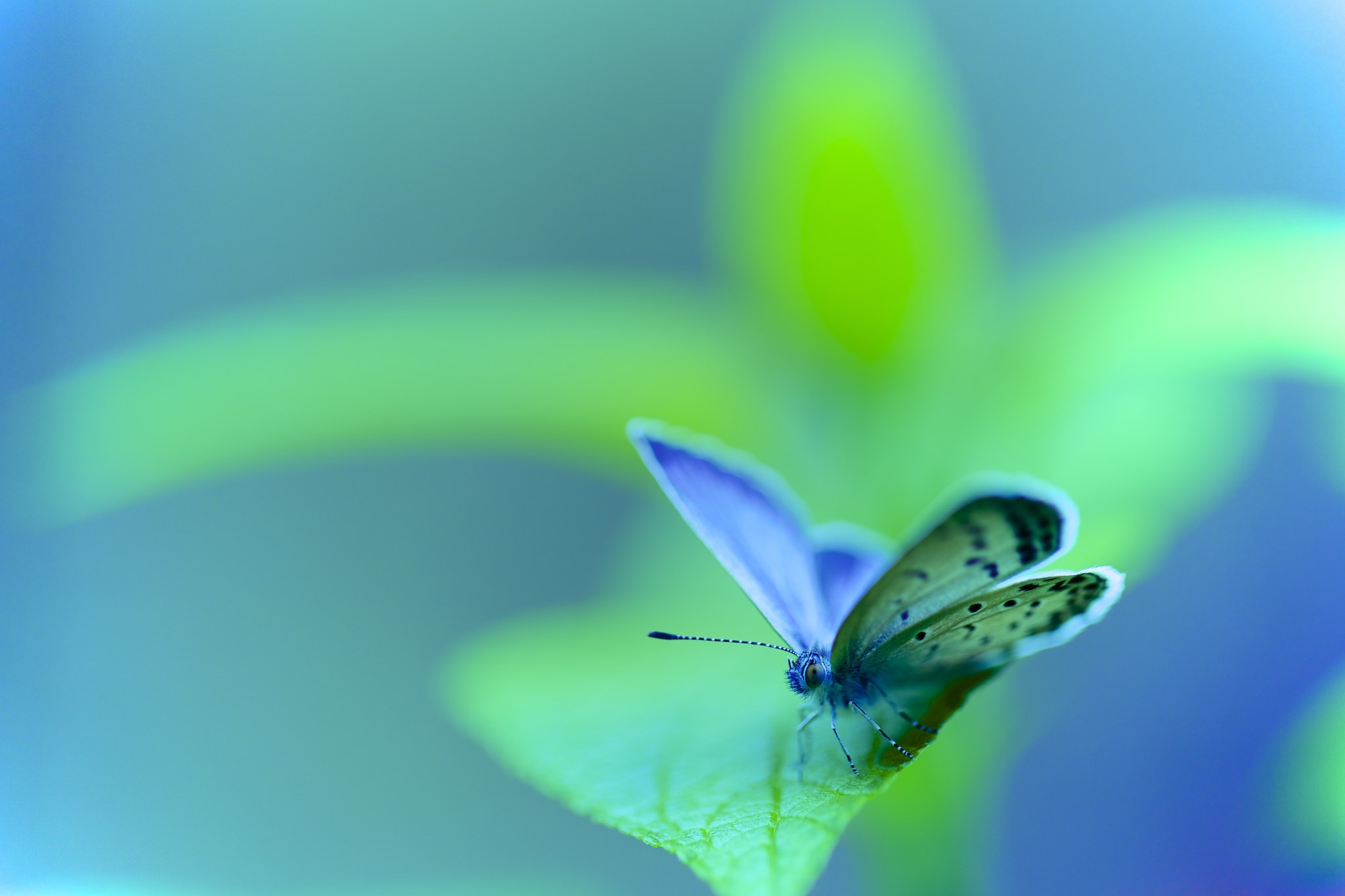 Free download wallpaper Macro, Insect, Butterfly, Animal on your PC desktop