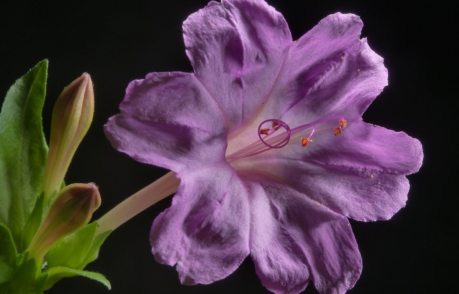 Free download wallpaper Plants, Violet, Flowers on your PC desktop