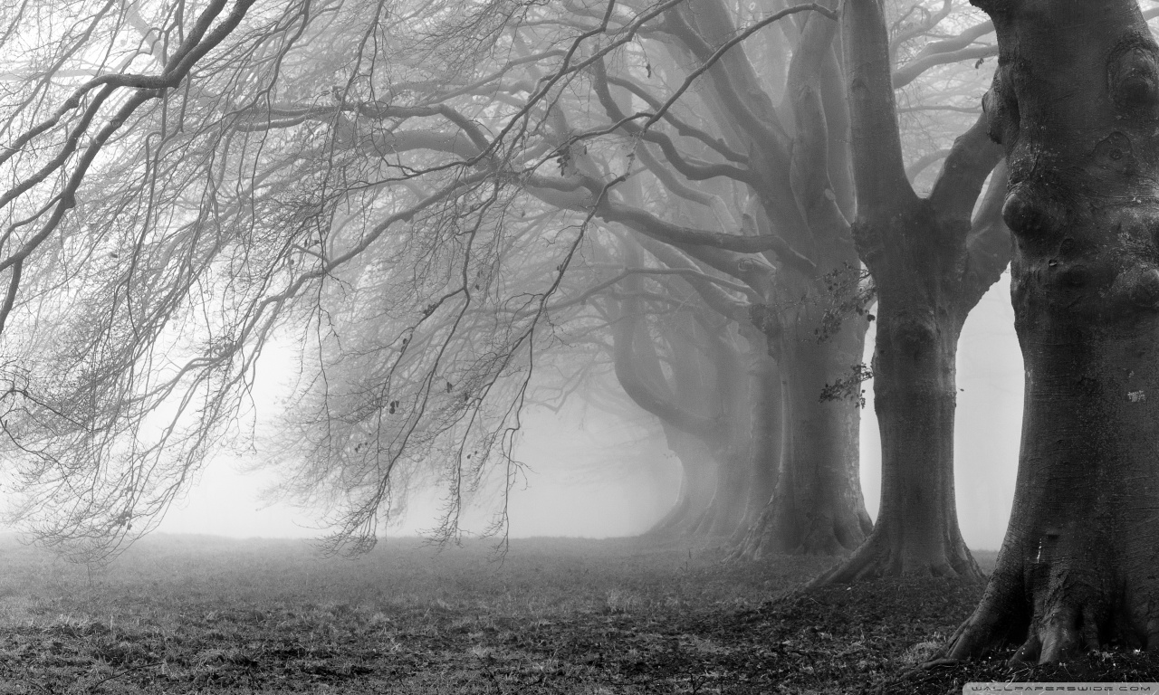 Free download wallpaper Halloween, Tree, Fog, Earth, Black & White on your PC desktop