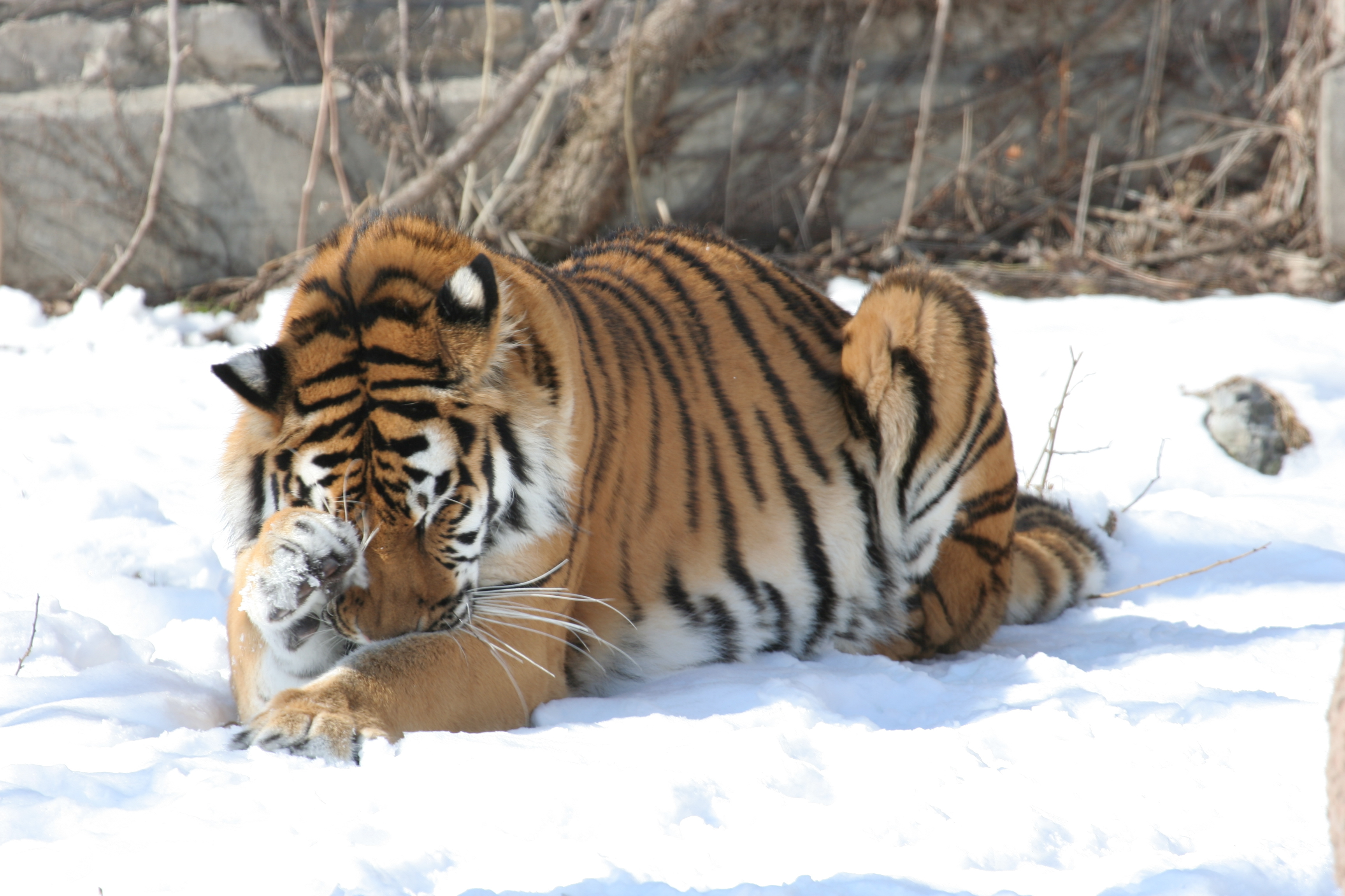 377269 descargar imagen animales, tigre, tigre de amur, nieve, gatos: fondos de pantalla y protectores de pantalla gratis