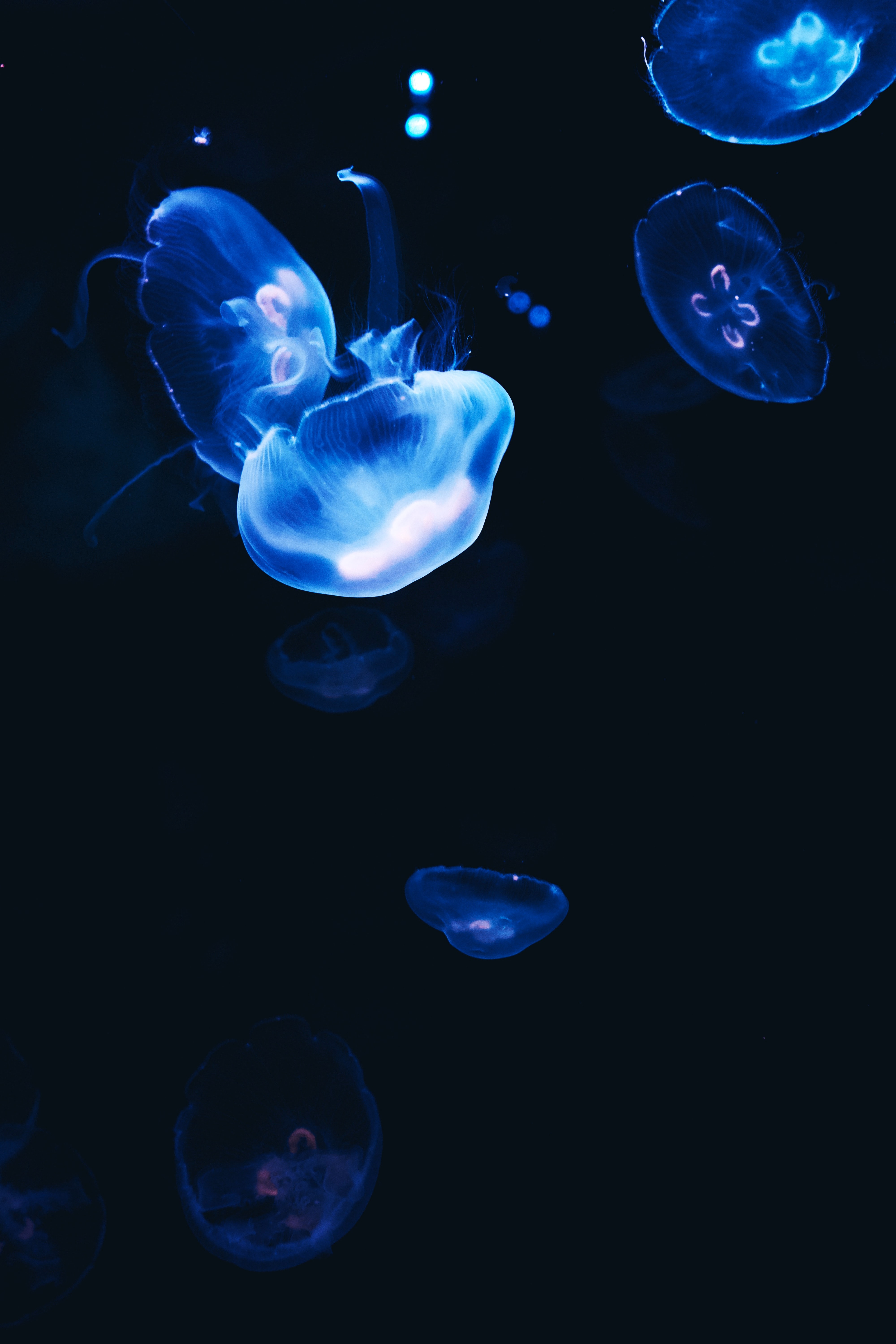 51103 скачать обои темный, темные, медузы, синий, свечение - заставки и картинки бесплатно