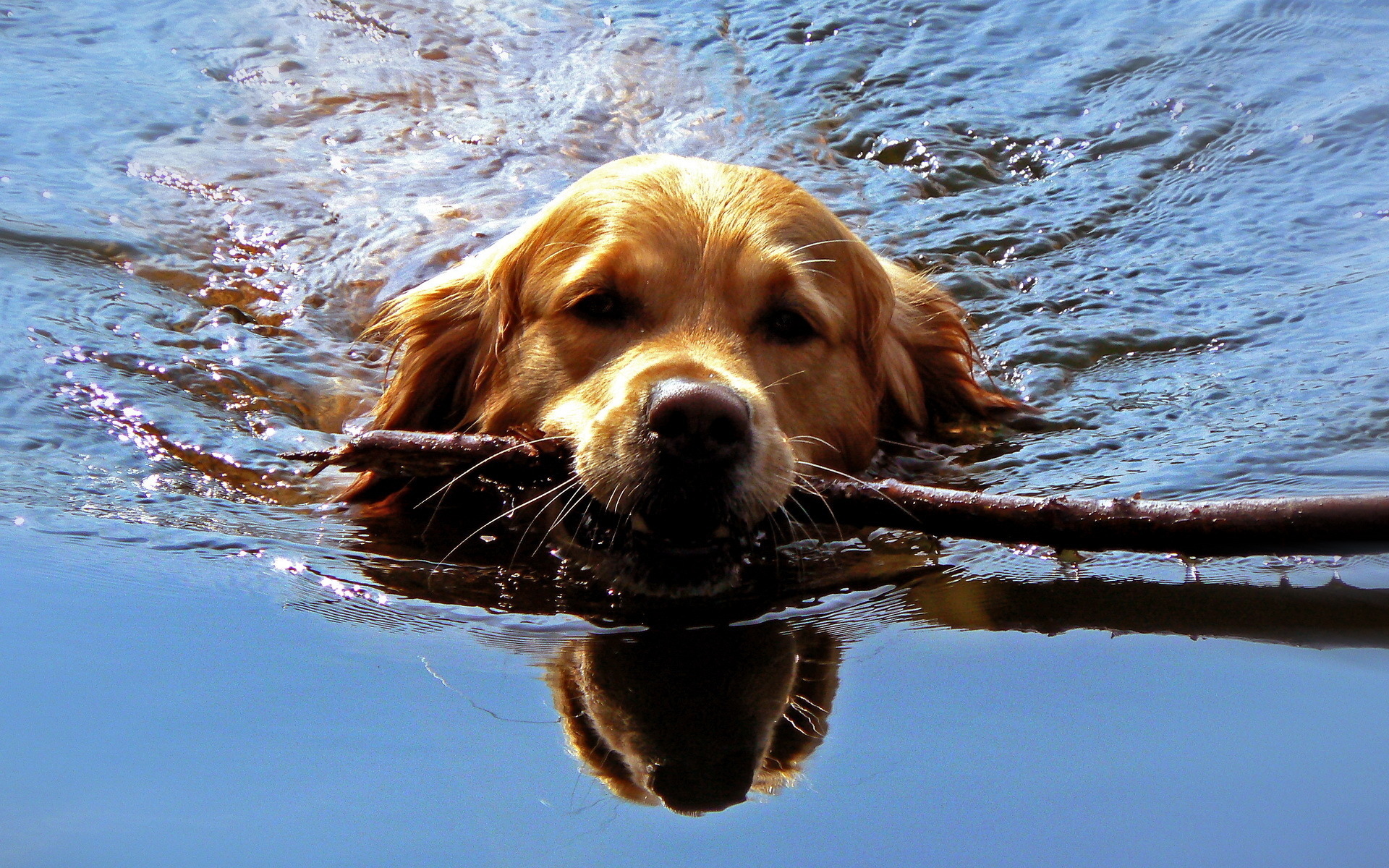 Laden Sie das Tiere, Hund-Bild kostenlos auf Ihren PC-Desktop herunter