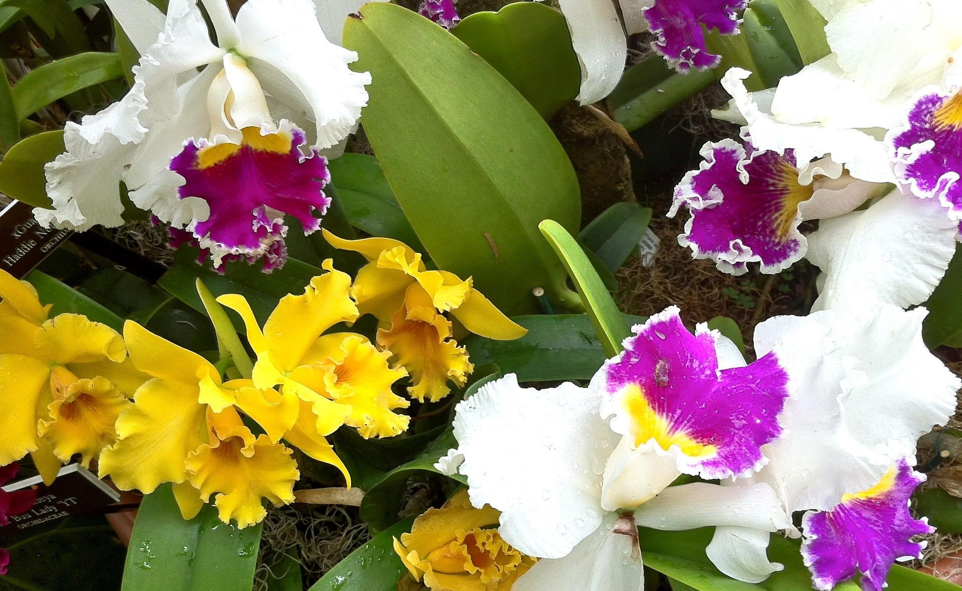 55126 скачать картинку орхидеи, капли, клумба, цветы, зелень, крупный план, свежесть, разная - обои и заставки бесплатно