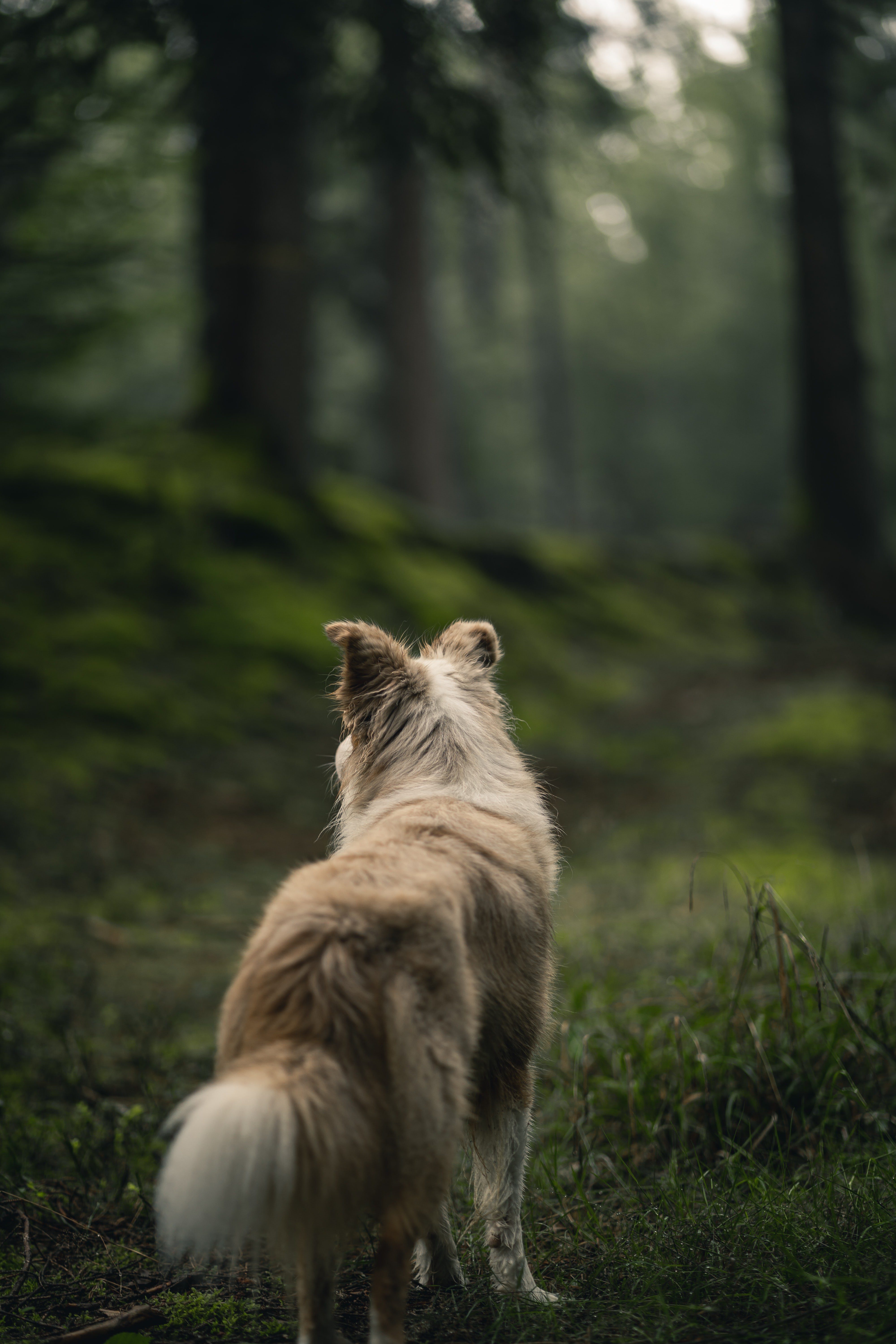 Free download wallpaper Forest, Fluffy, Dog, Pet, Animals on your PC desktop