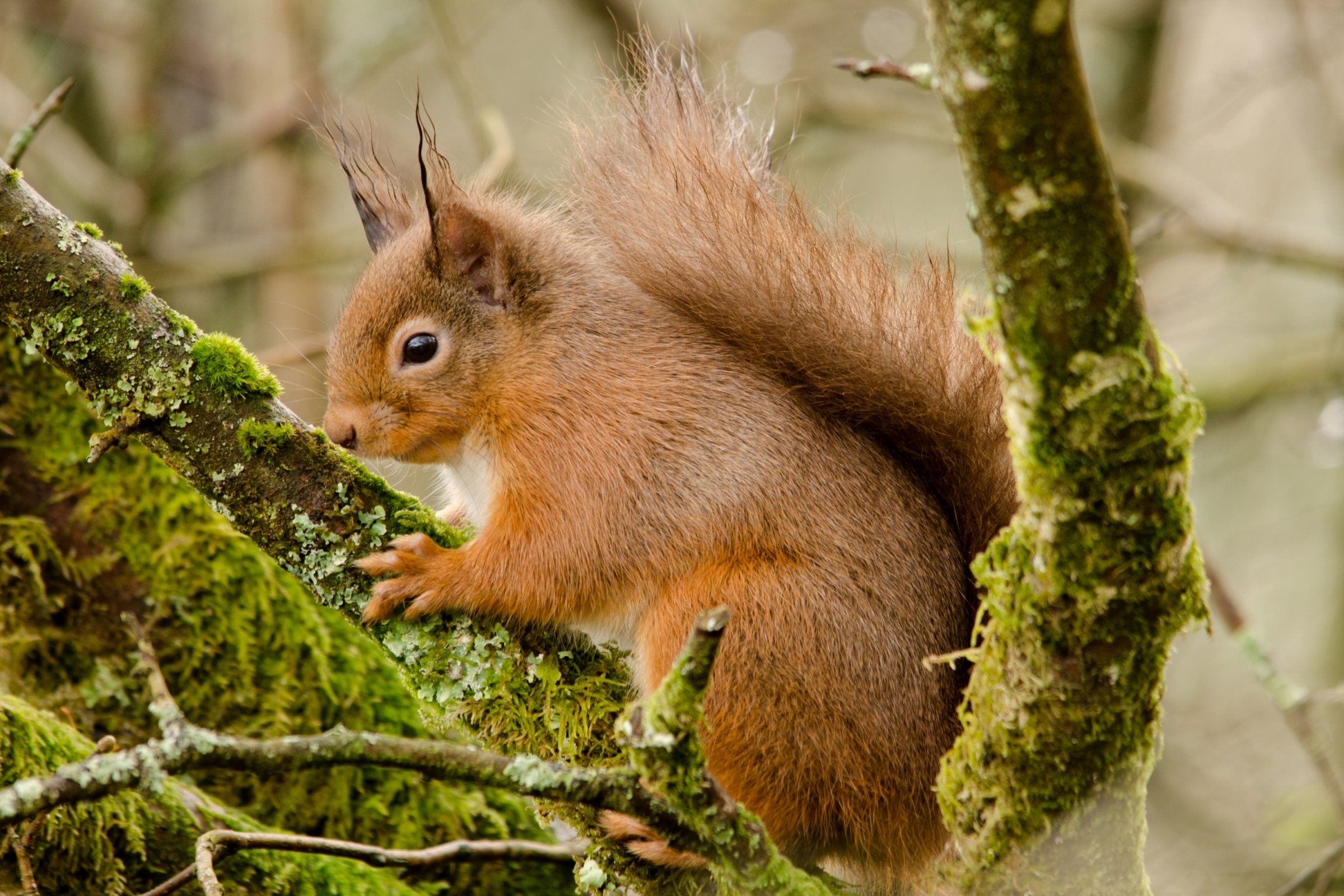 Download mobile wallpaper Squirrel, Animal for free.