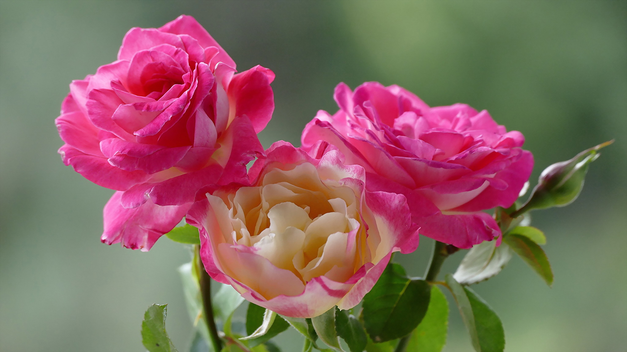 Handy-Wallpaper Blumen, Rose, Erde/natur, Pinke Blume, Pinke Rose kostenlos herunterladen.