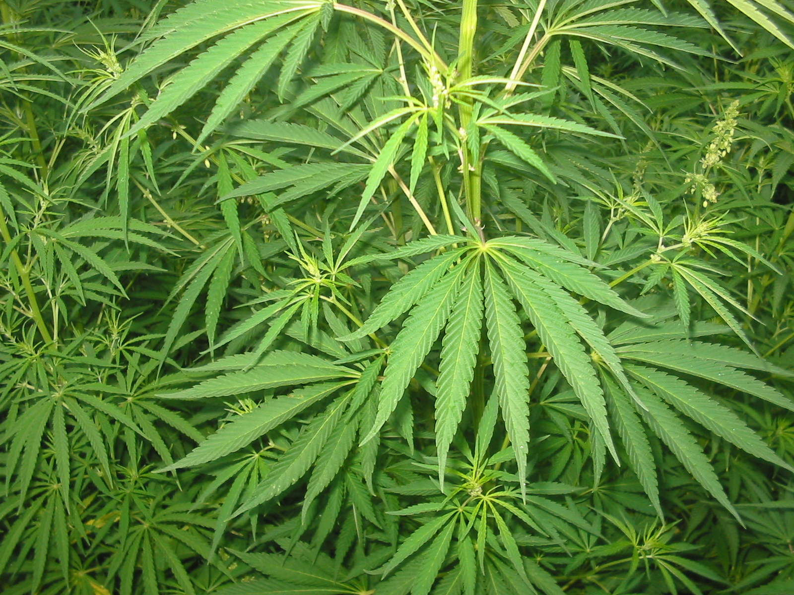Télécharger des fonds d'écran Le Cannabis HD