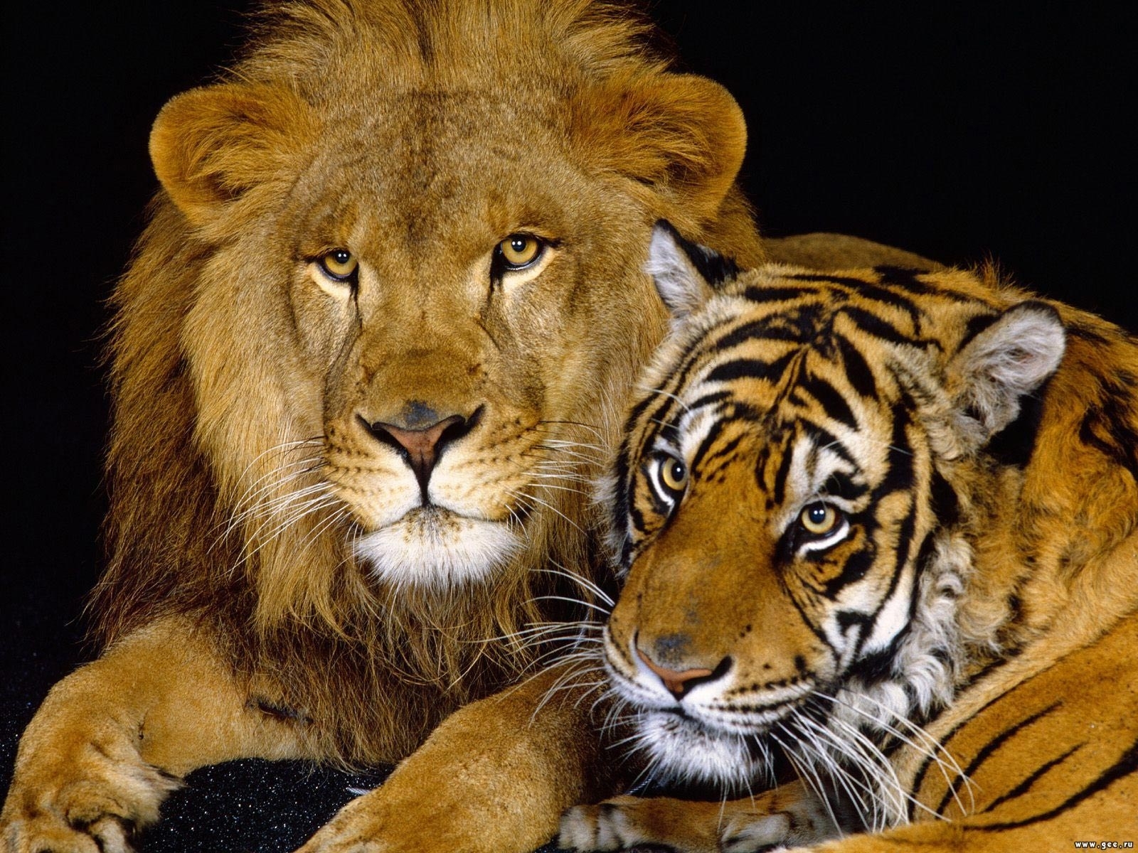 Handy-Wallpaper Lions, Tigers, Tiere kostenlos herunterladen.