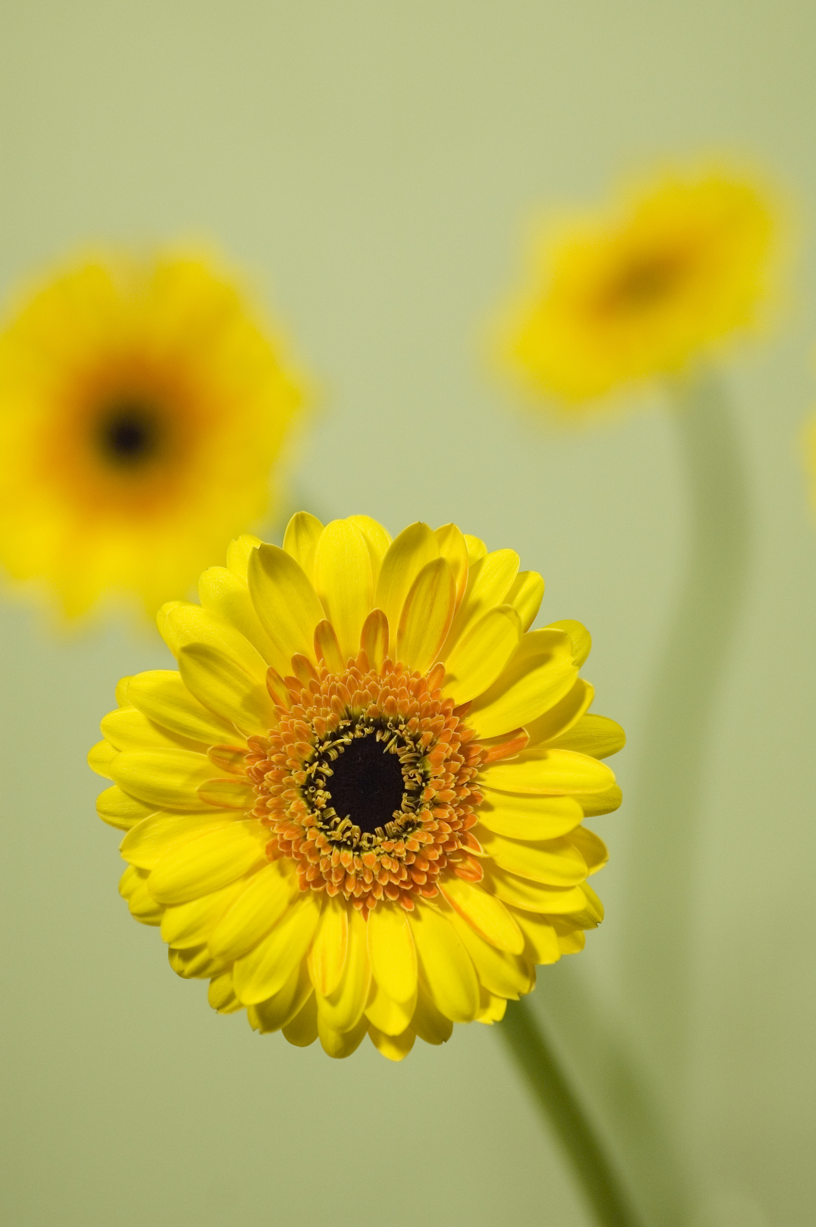 63554 descargar fondo de pantalla flores, amarillo, flor, de cerca, primer plano, florecer, floración, gerbera: protectores de pantalla e imágenes gratis