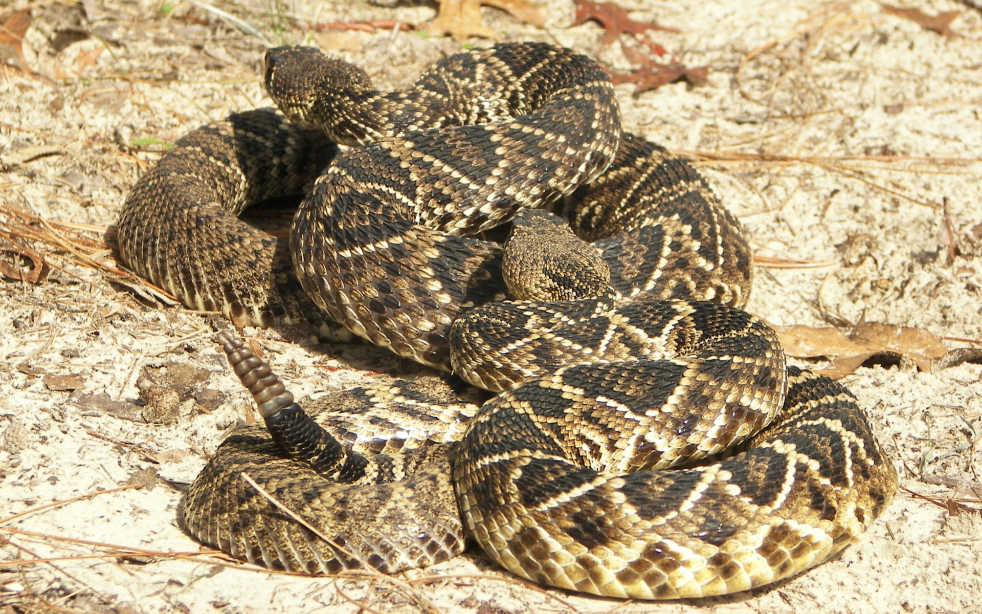 animal, eastern diamondback rattlesnake, reptiles