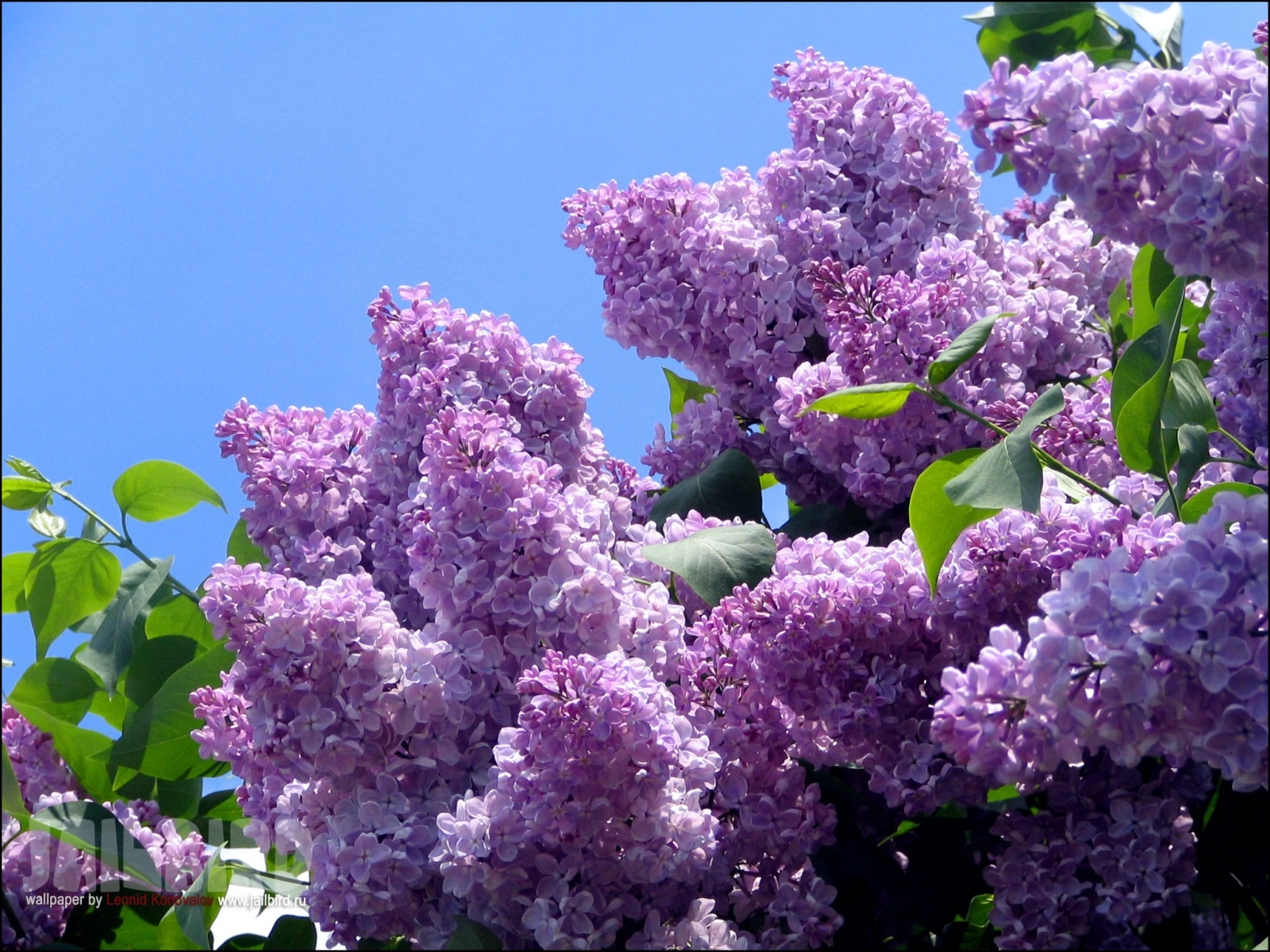 5174 télécharger l'image fleurs, lilas, plantes, violet - fonds d'écran et économiseurs d'écran gratuits