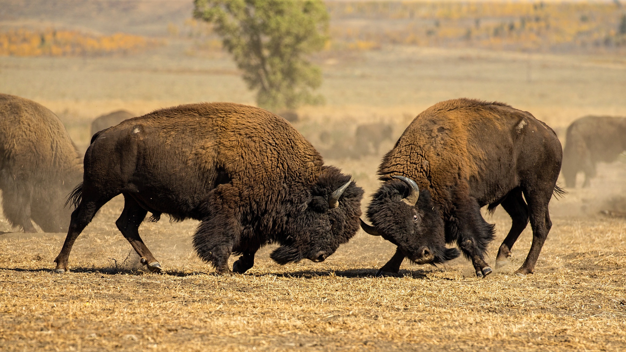 american bison, animal, fight