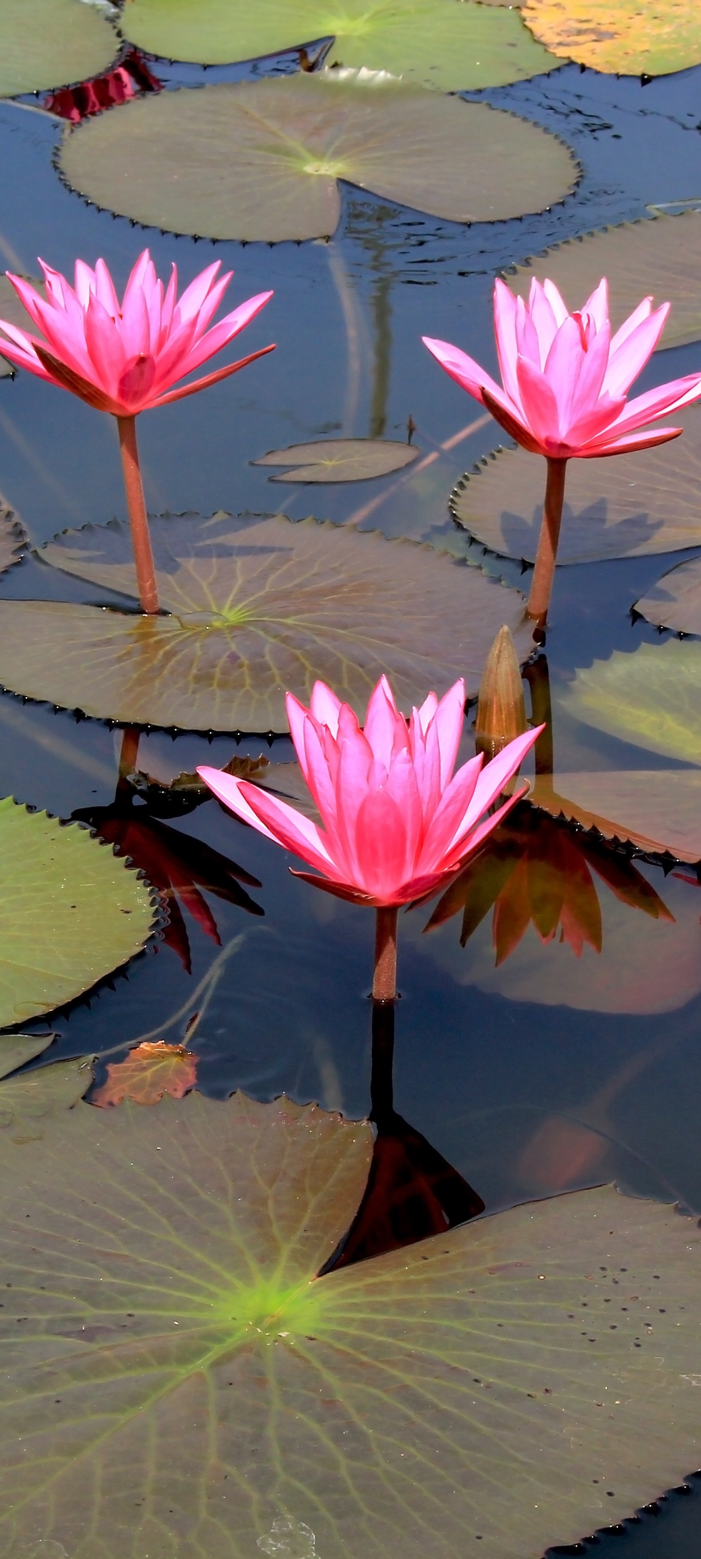 Handy-Wallpaper Blumen, Lotus, Blume, Erde/natur, Pinke Blume kostenlos herunterladen.