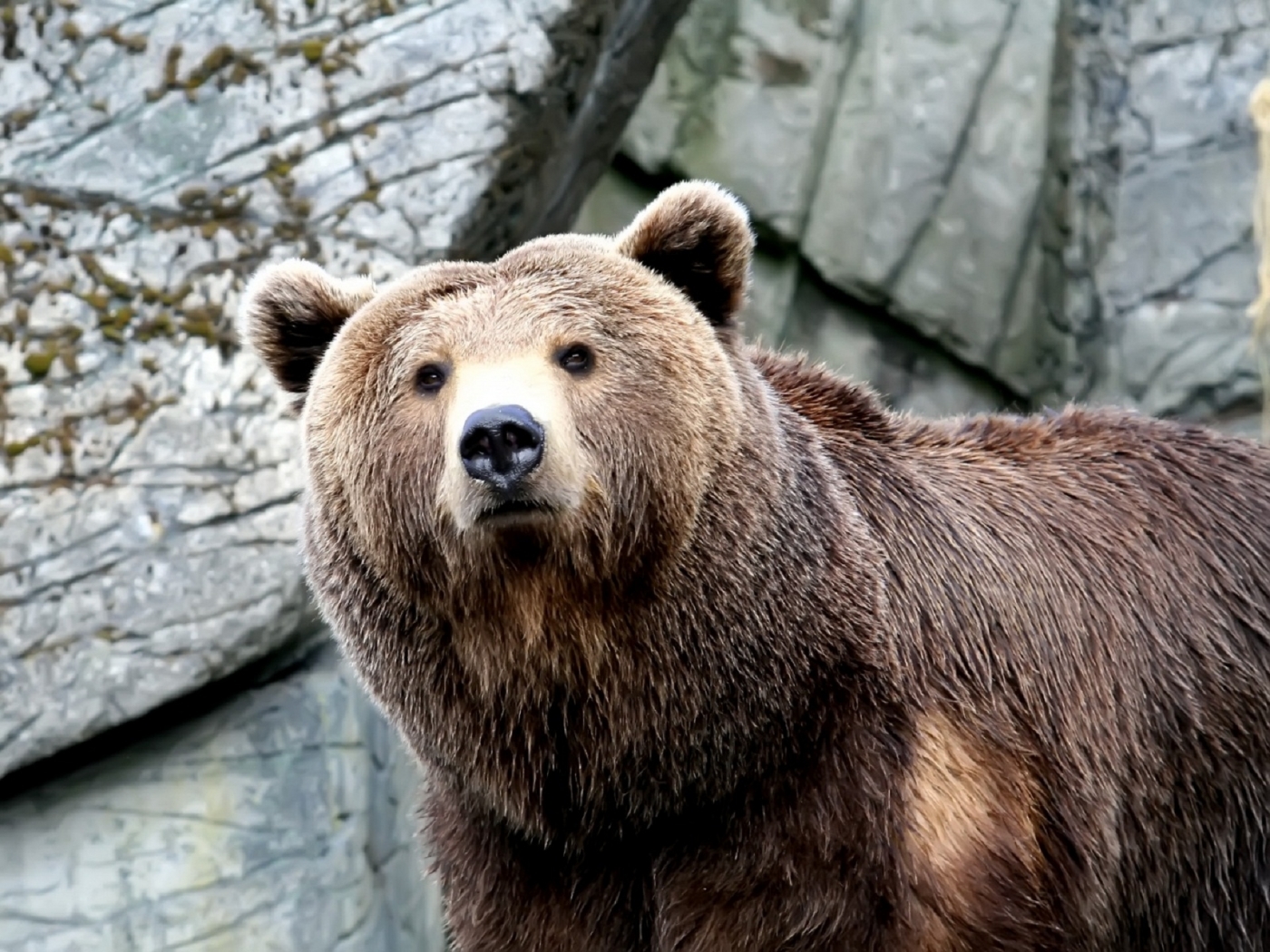 Free download wallpaper Animals, Bears on your PC desktop
