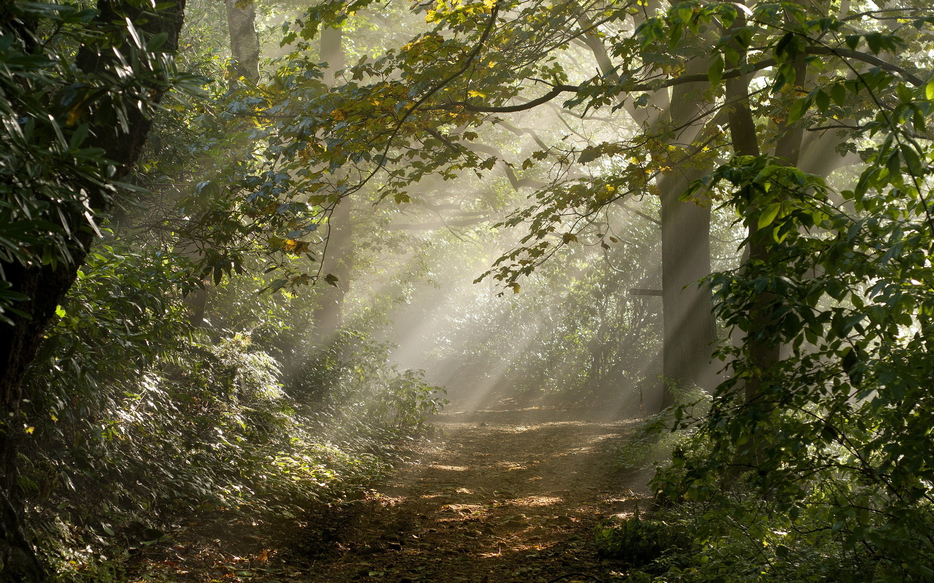 Download mobile wallpaper Landscape, Forest, Fall, Earth, Path, Sunlight, Scenic, Sunbeam for free.