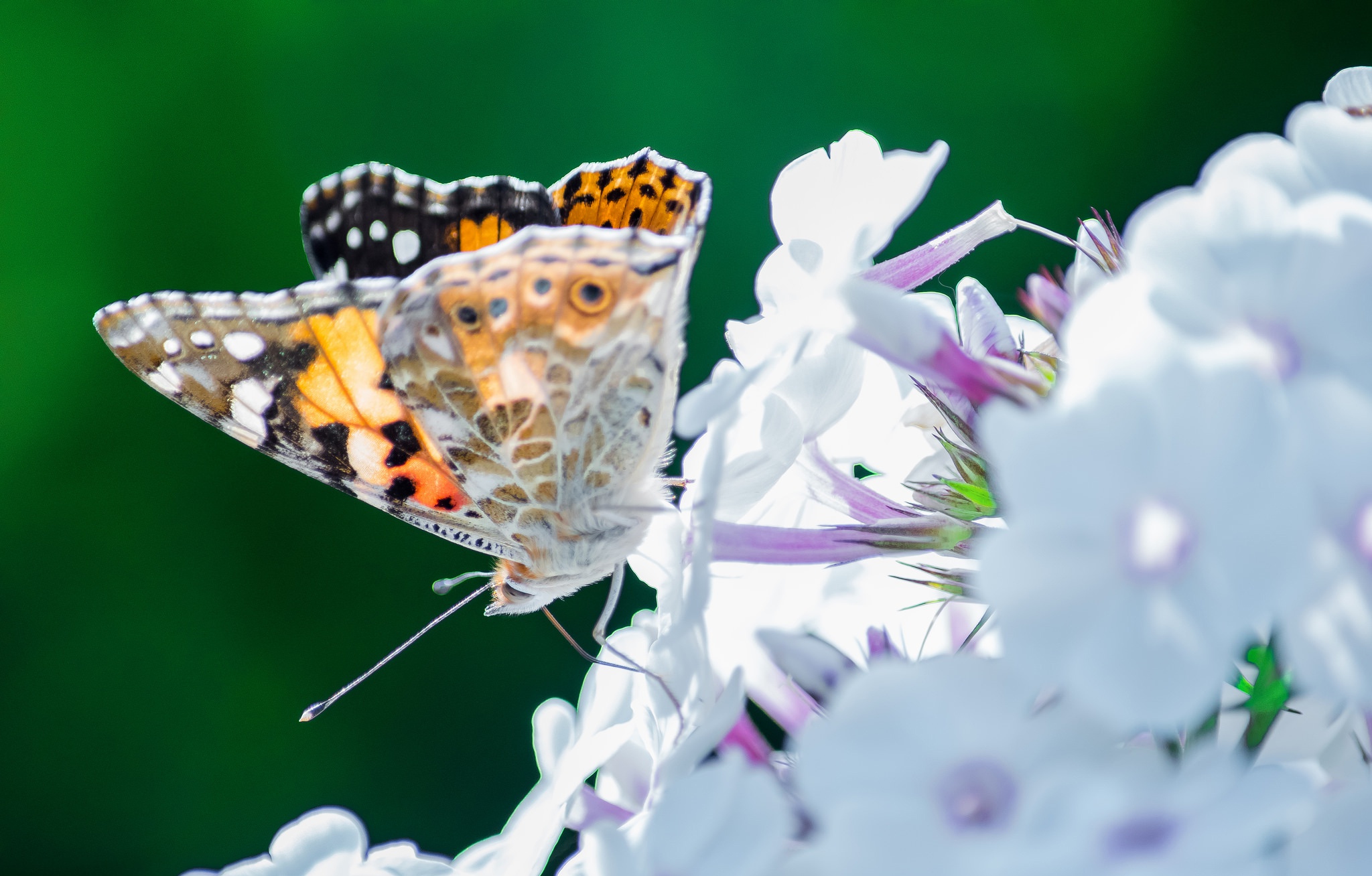 Download mobile wallpaper Macro, Insect, Butterfly, Animal, White Flower for free.