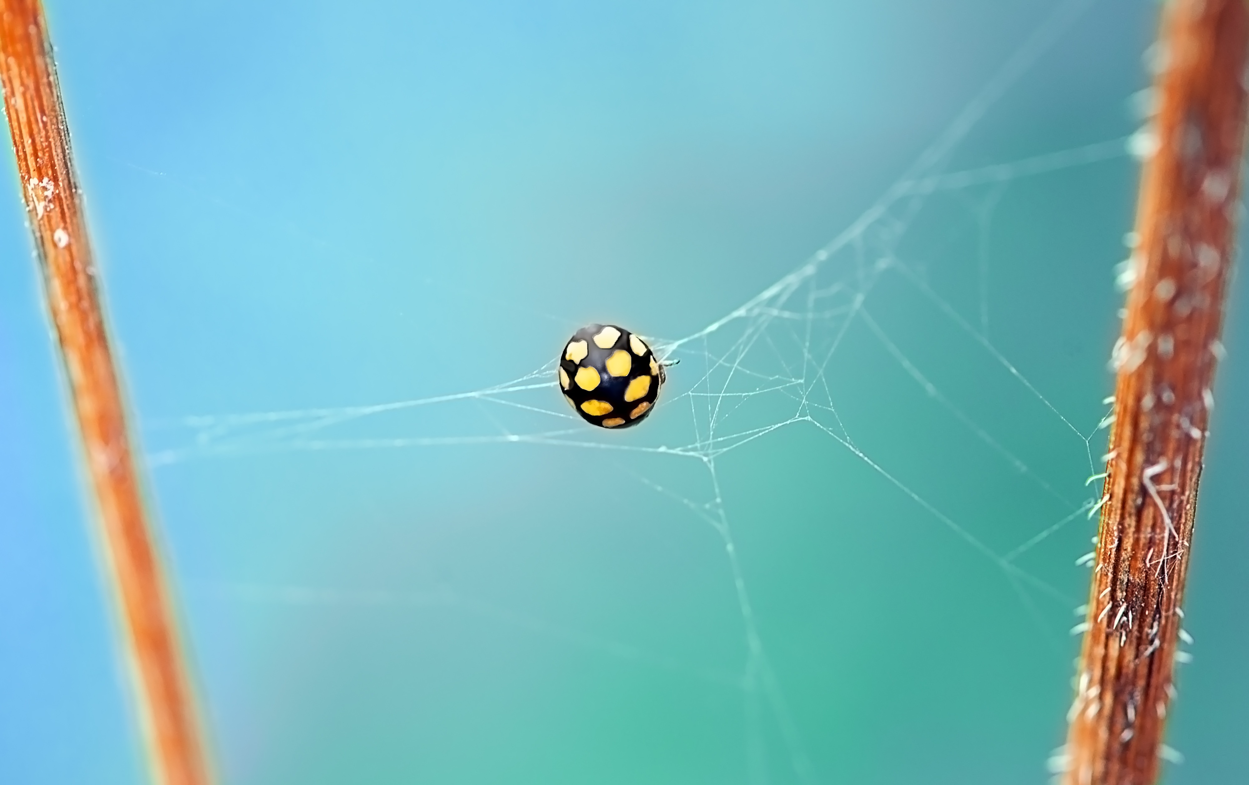 149899 Bild herunterladen web, marienkäfer, käfer, makro, insekt, ladybird, fehler - Hintergrundbilder und Bildschirmschoner kostenlos