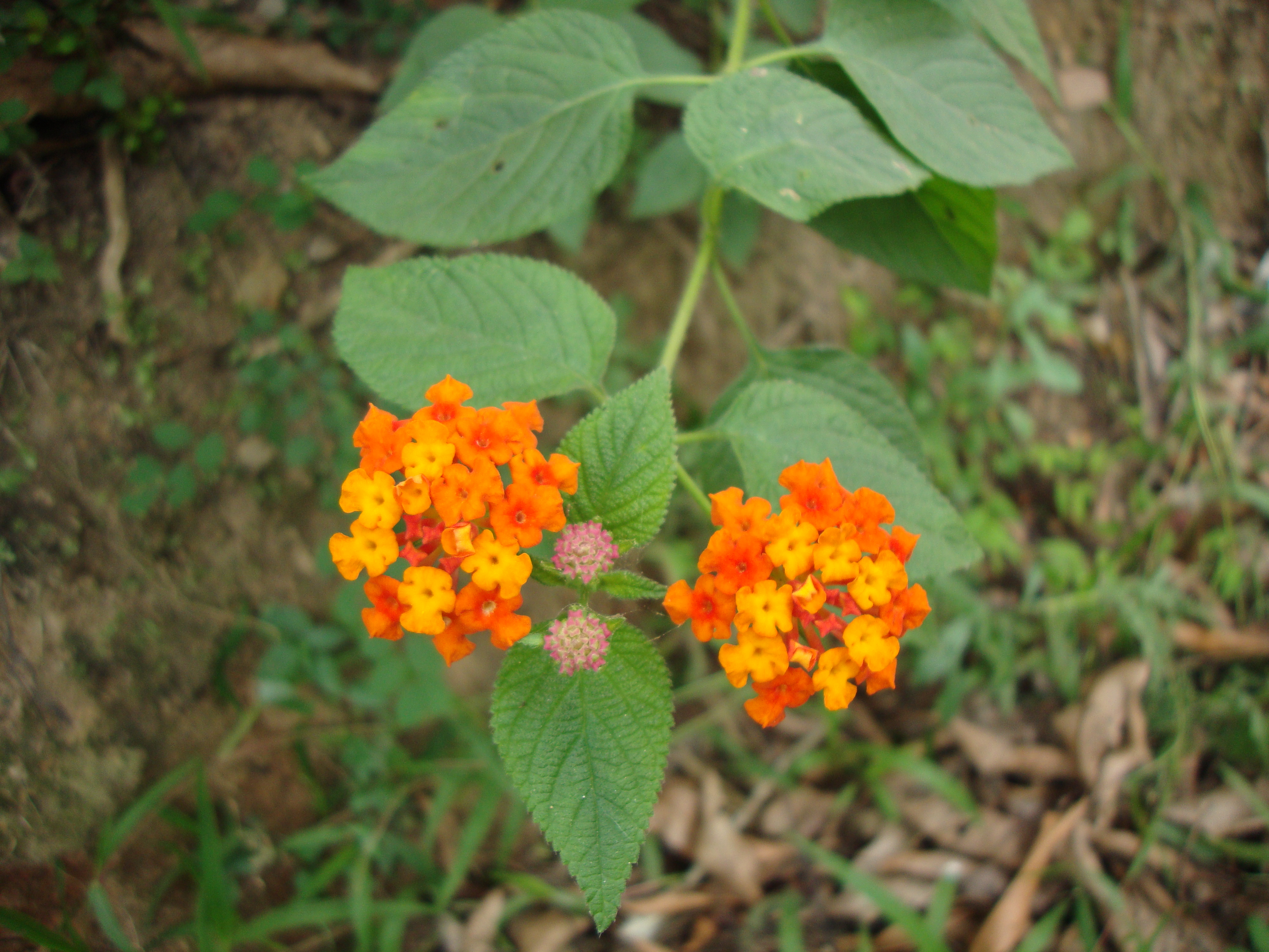 Téléchargez gratuitement l'image Fleurs, Fleur, Terre/nature sur le bureau de votre PC