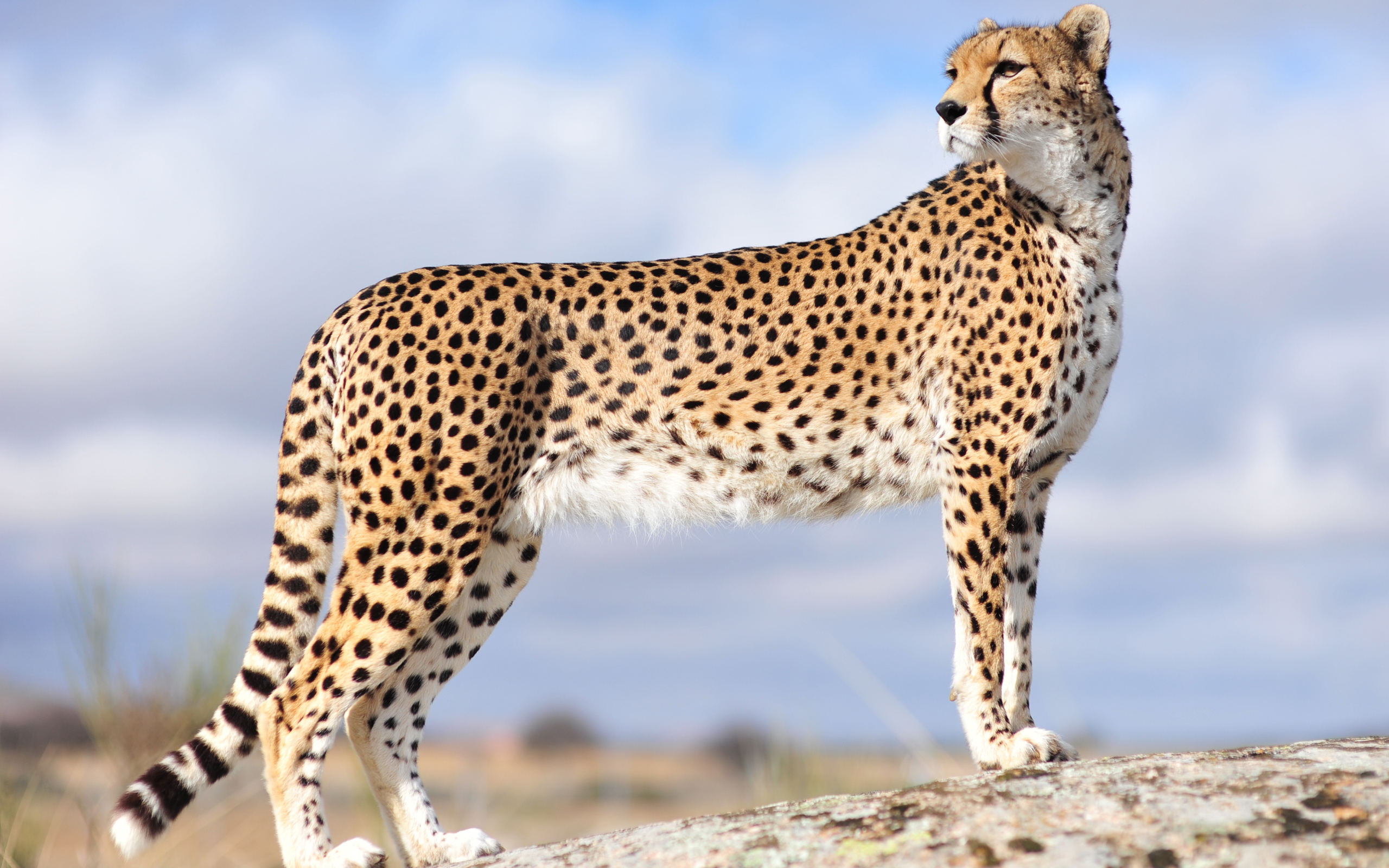 283160 descargar imagen guepardo, animales, gatos: fondos de pantalla y protectores de pantalla gratis