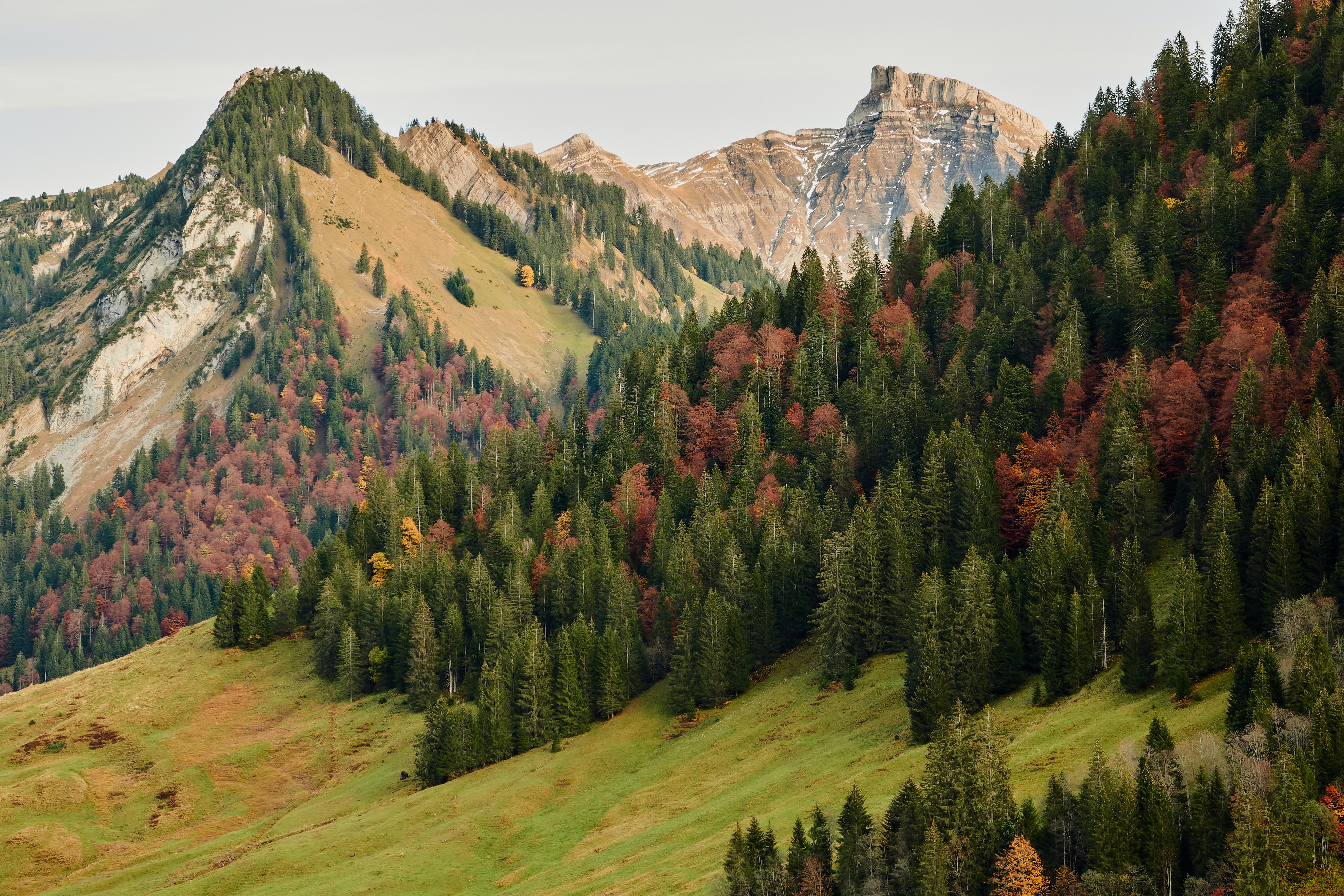 slope, nature, autumn, trees, mountains, forest Full HD