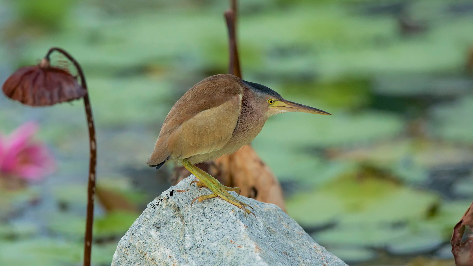 Téléchargez des papiers peints mobile Animaux, Oiseau, Des Oiseaux gratuitement.