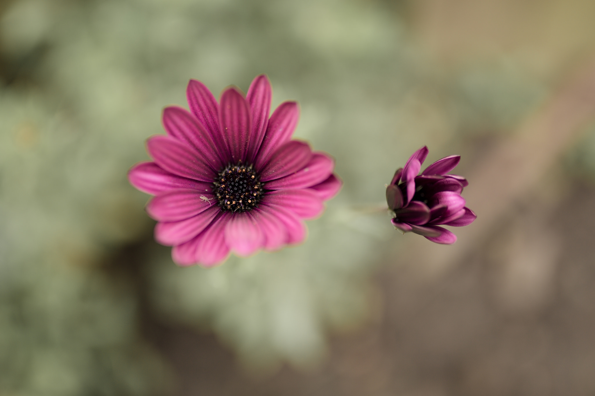 Descarga gratis la imagen Flores, Flor, De Cerca, Tierra/naturaleza en el escritorio de tu PC
