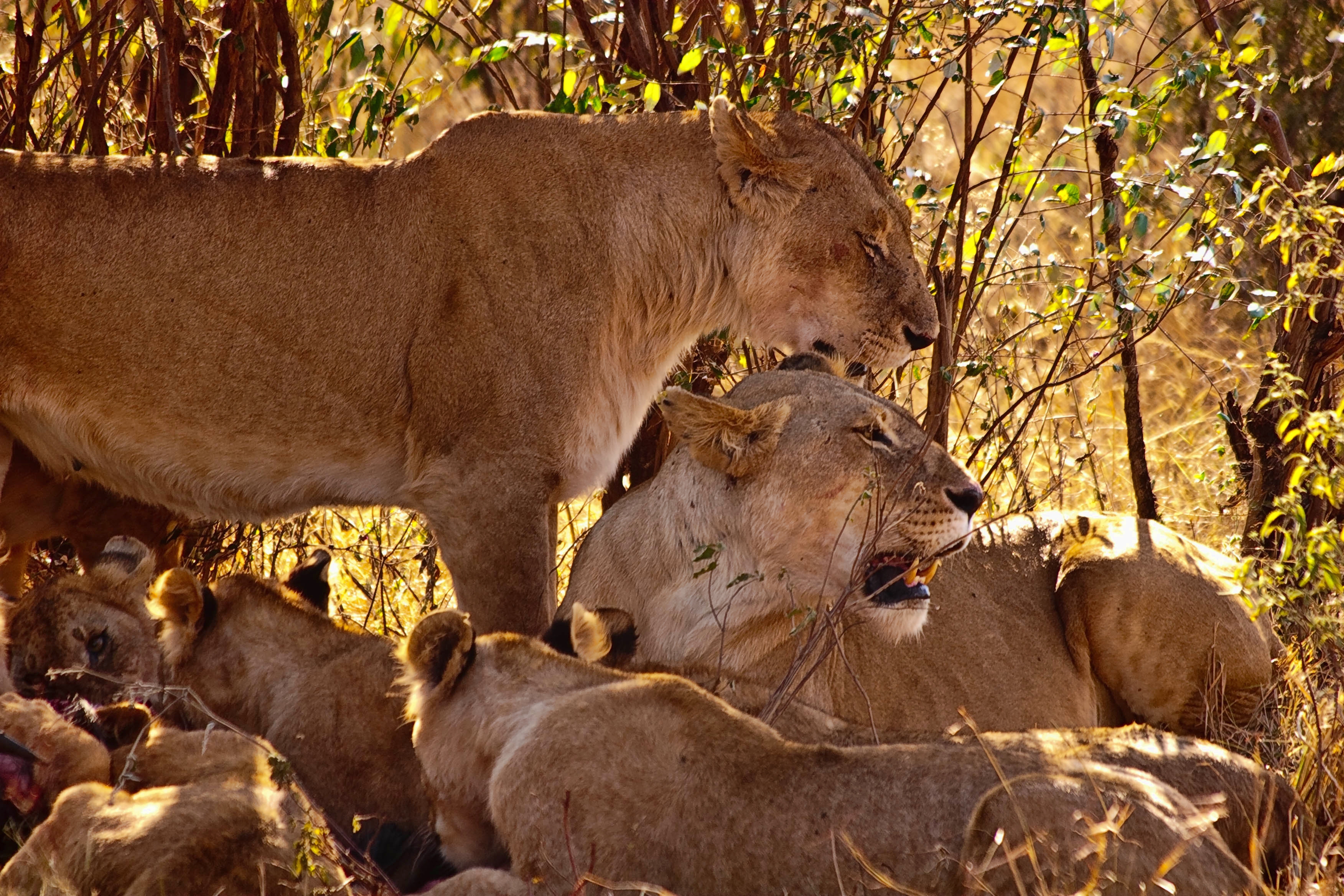 family, animals, grass, predators, sit, young, lion, cubs